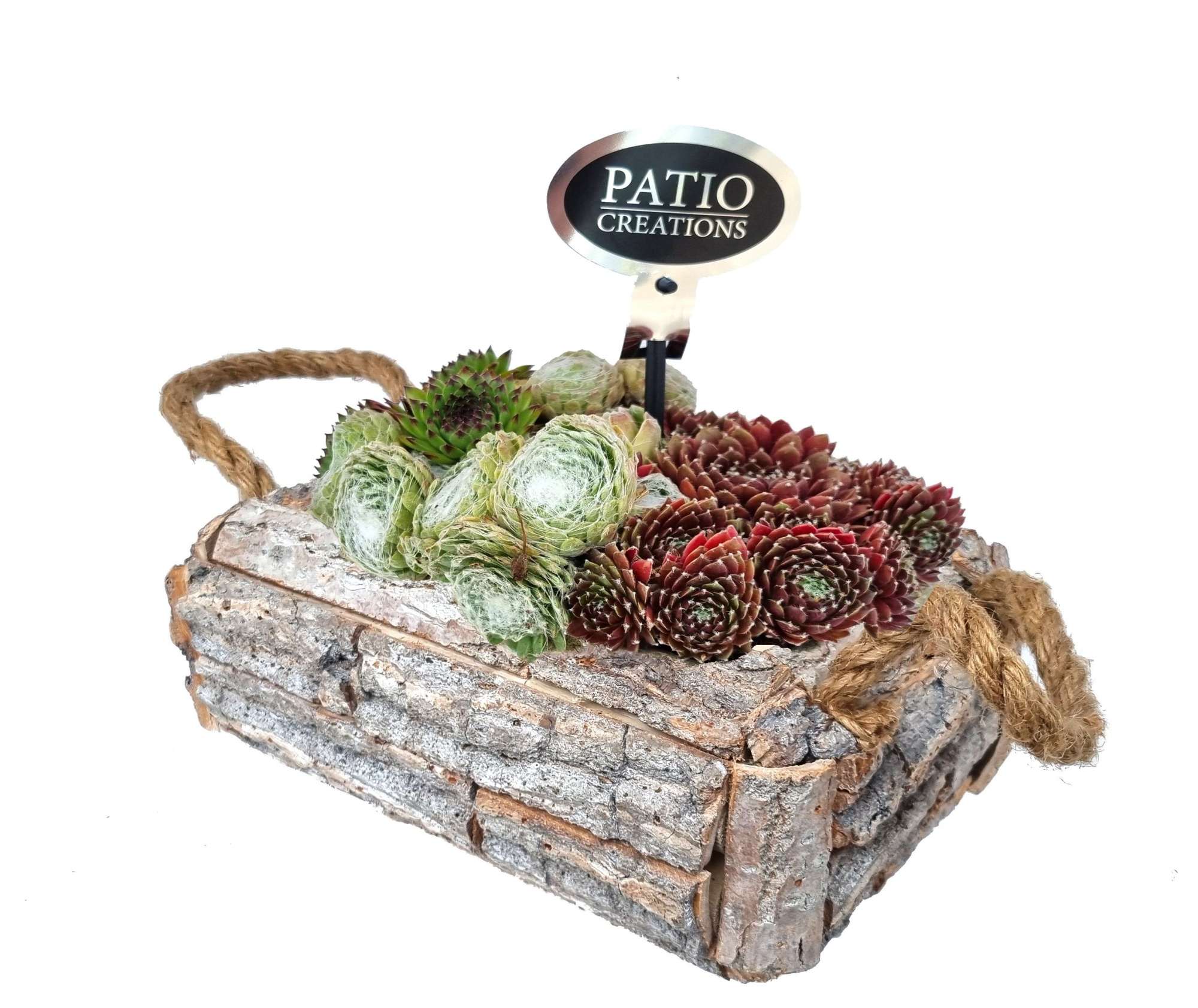 SE785-9001 Sempervivum Felix, D 26 cm