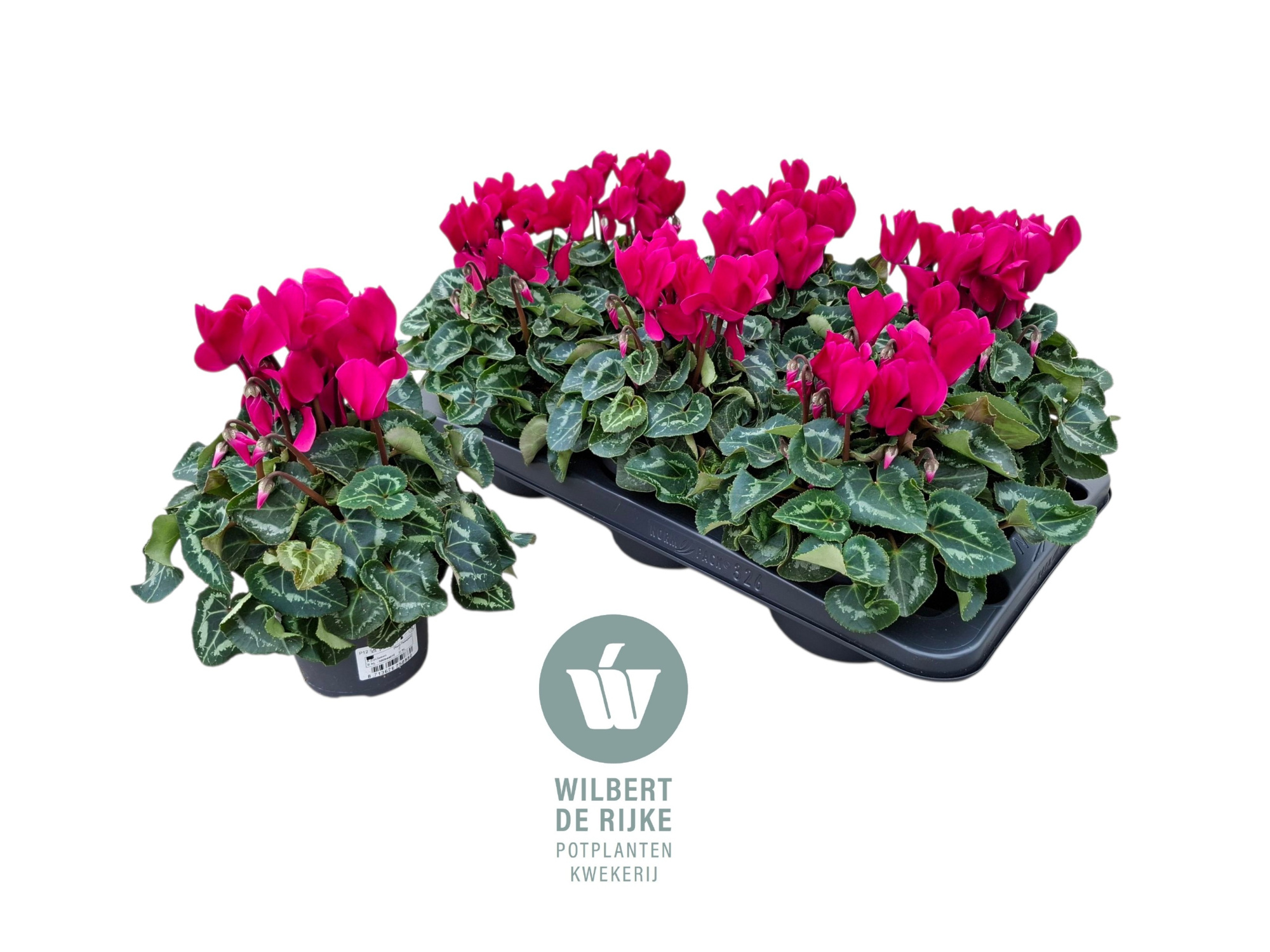 Cyclamen Midi Super Serie Allure Violet (Cyclaam), D 12 cm