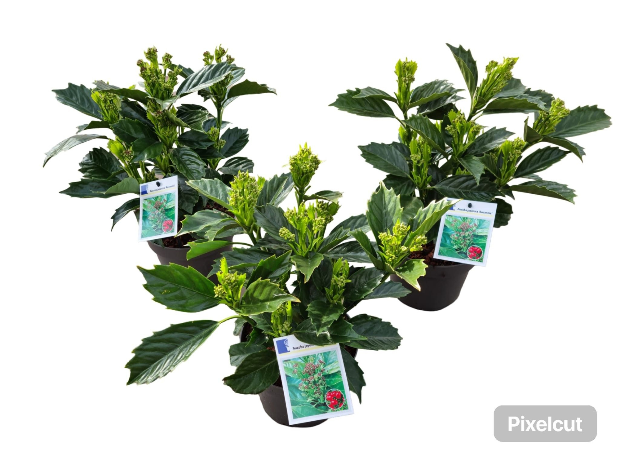 Aucuba japonica 'Rozannie', D 17 cm