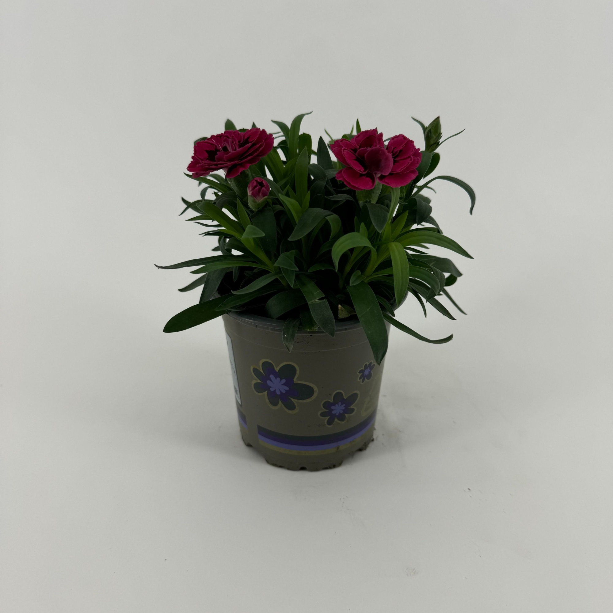 Dianthus 'Oscar' Purple Wings, D 11