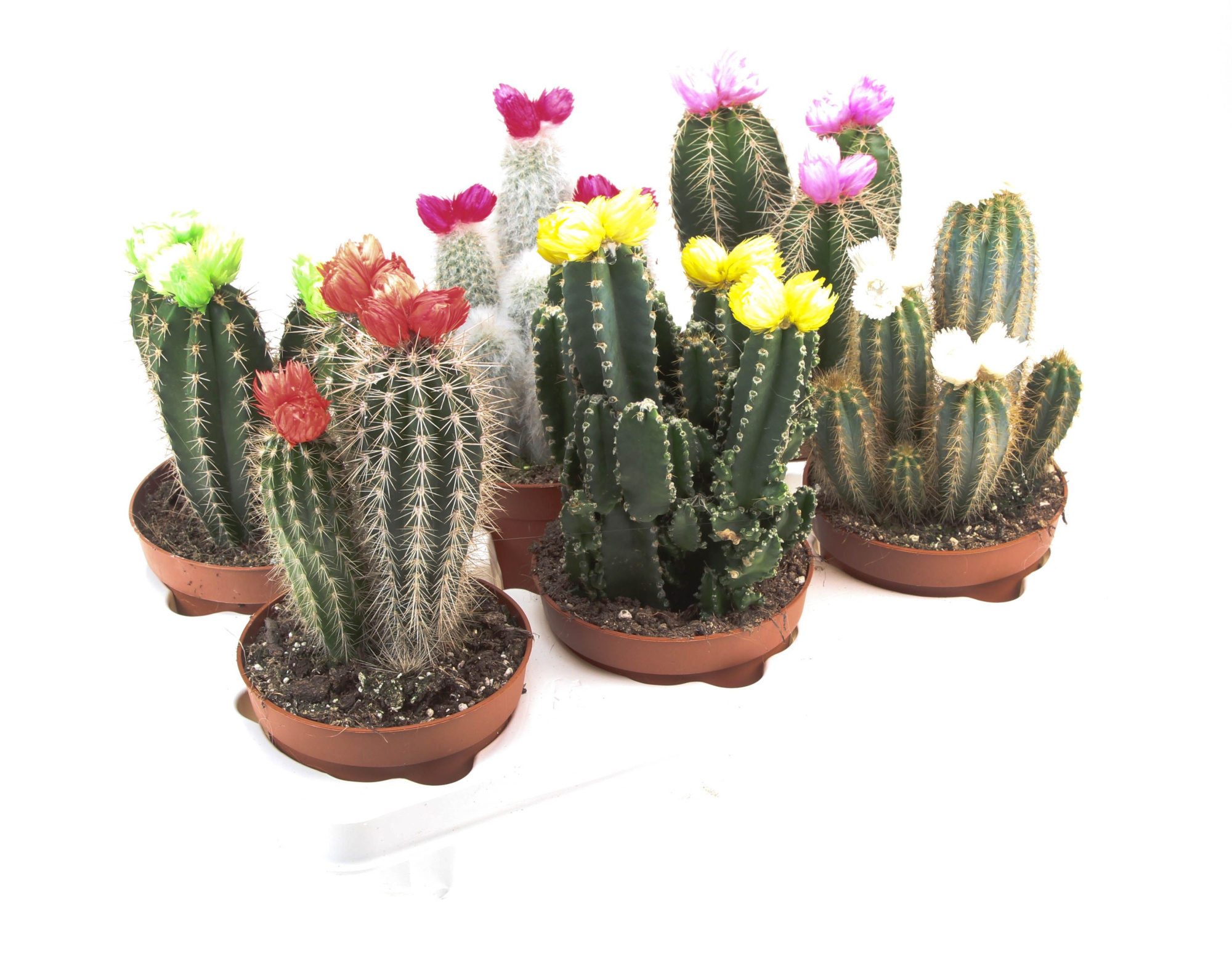 Cactus decoratie strobloem mix, D 12 cm
