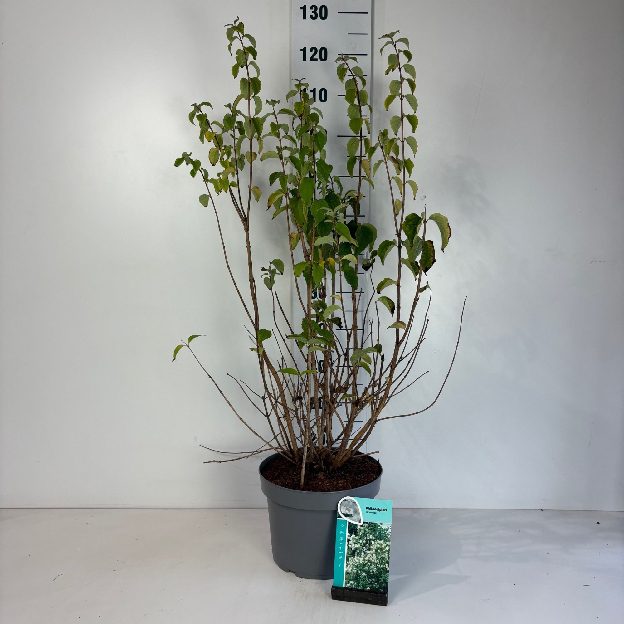 Philadelphus coronarius, D 29