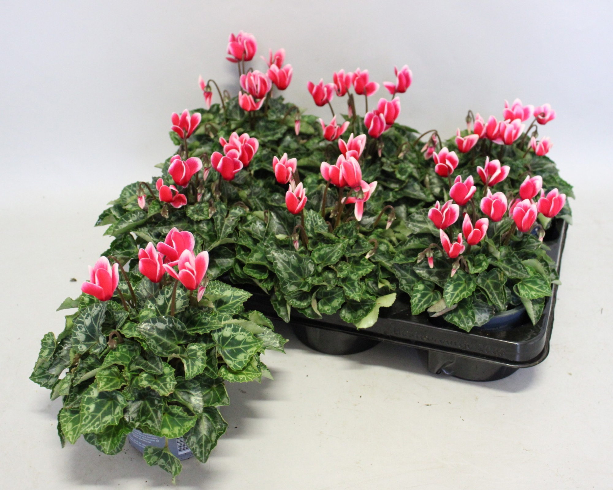 Cyclamen Super Serie 10,5 cm Fuji Red, D 10,5 cm