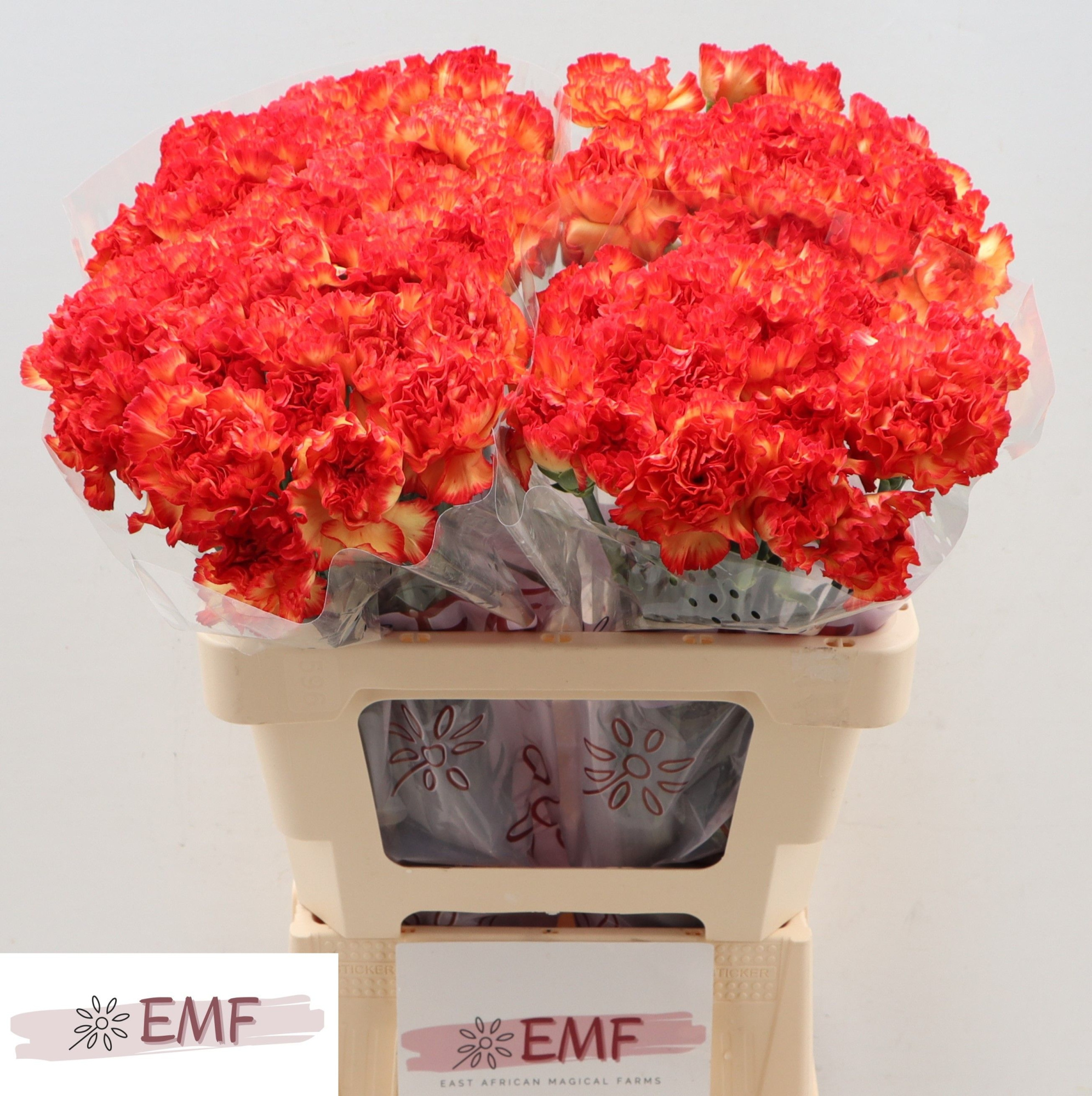 Диантус од. Зенит, шт.