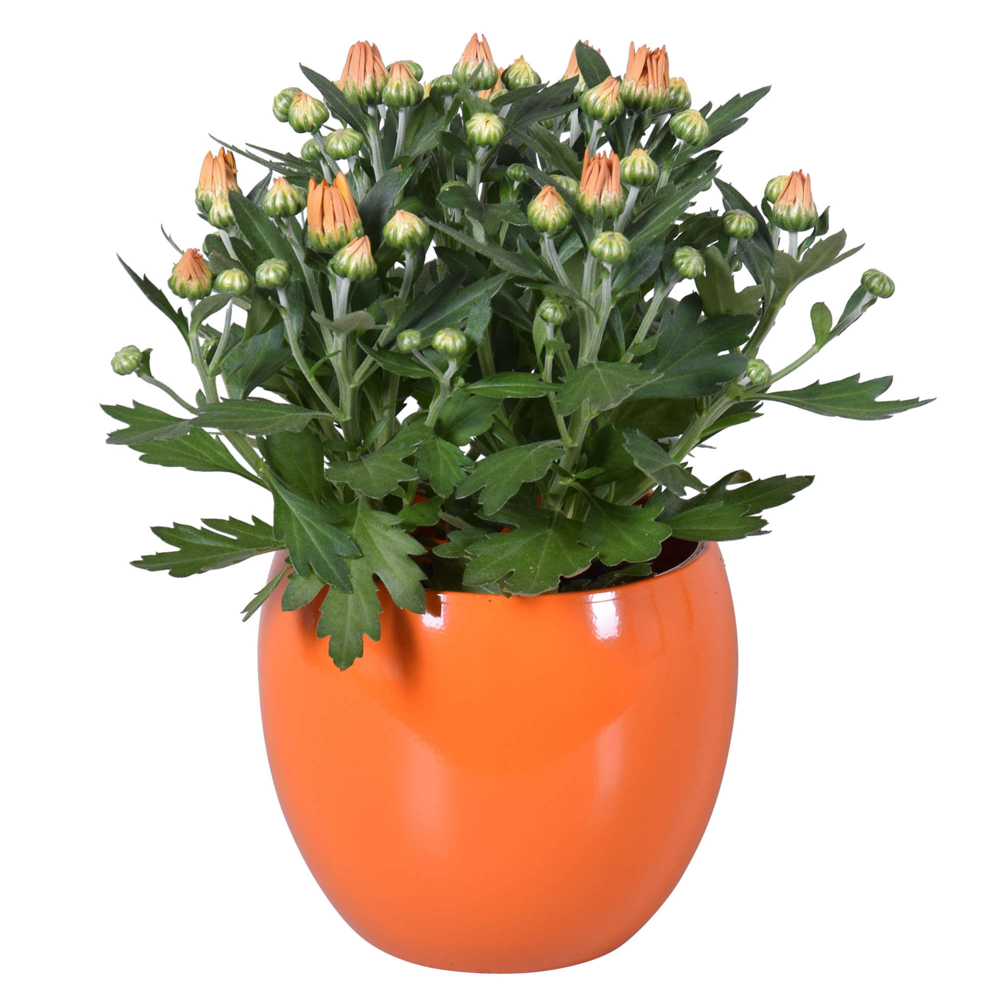 Chrysanthemum in Oranje "Lisa" keramiek, D 14 cm