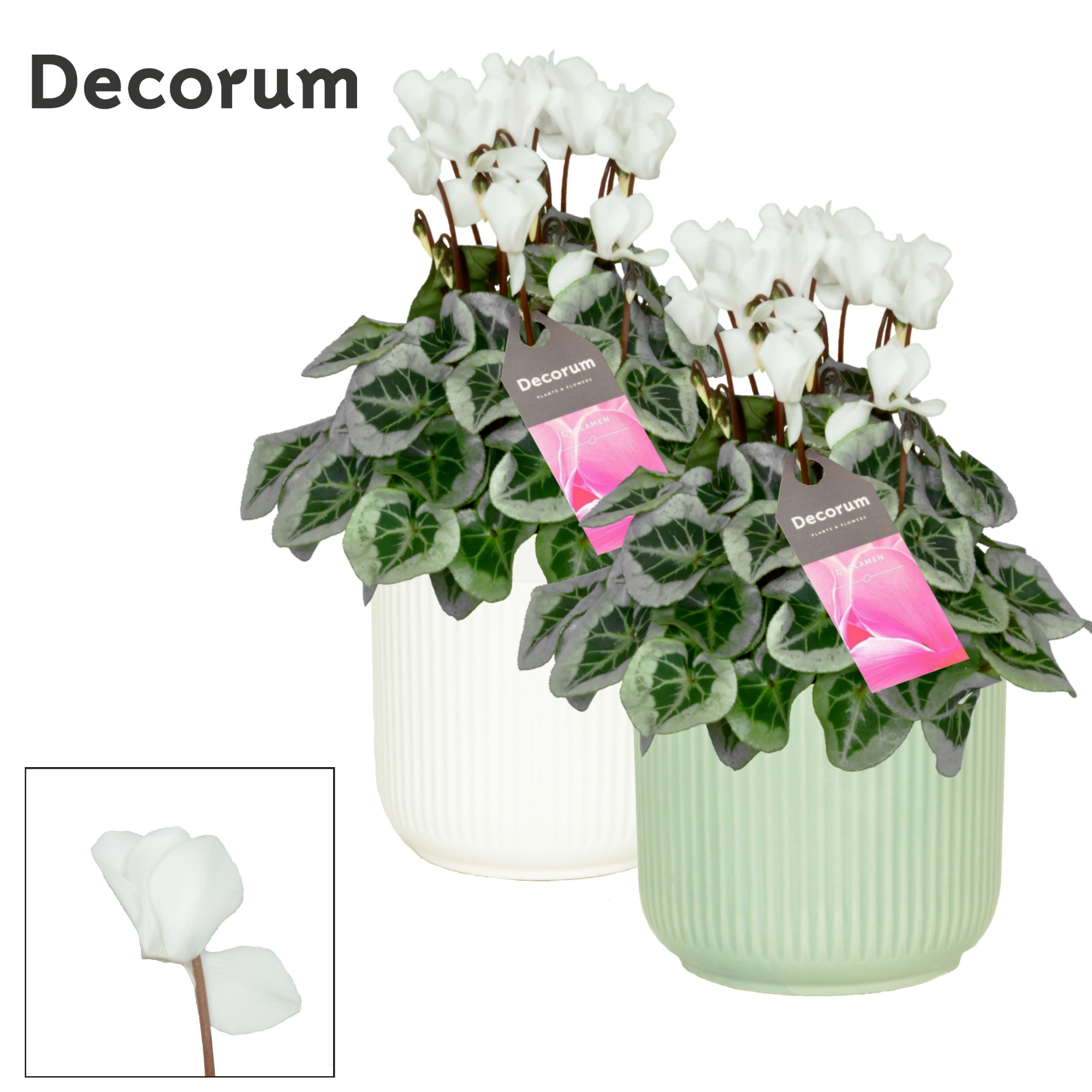 Cyclamen SS Picasso Wit in Sophie Ceramics Decorum, D 15 cm