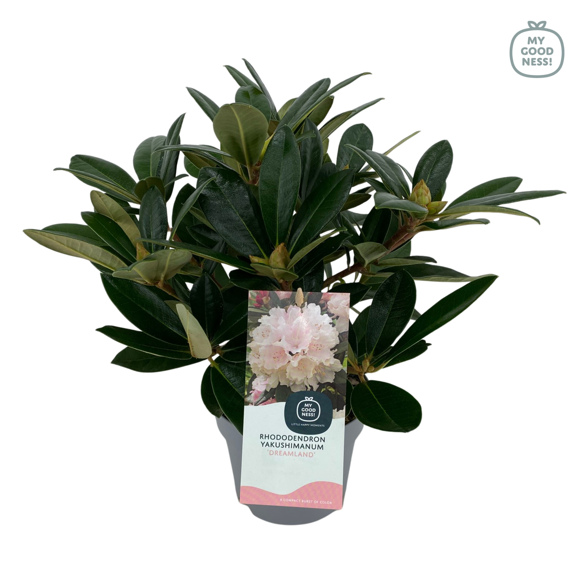 Rhododendron Yakushimanum 15-20 /1.5 liter 'Dreamland', D 15 cm