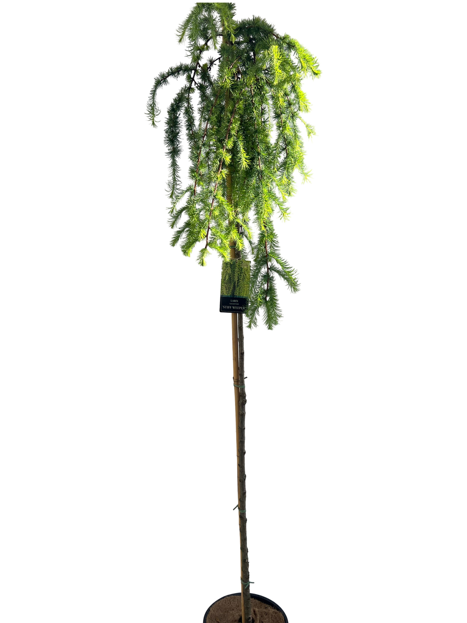 Larix Stiff Weepers Stam 180 cm, D 32 cm