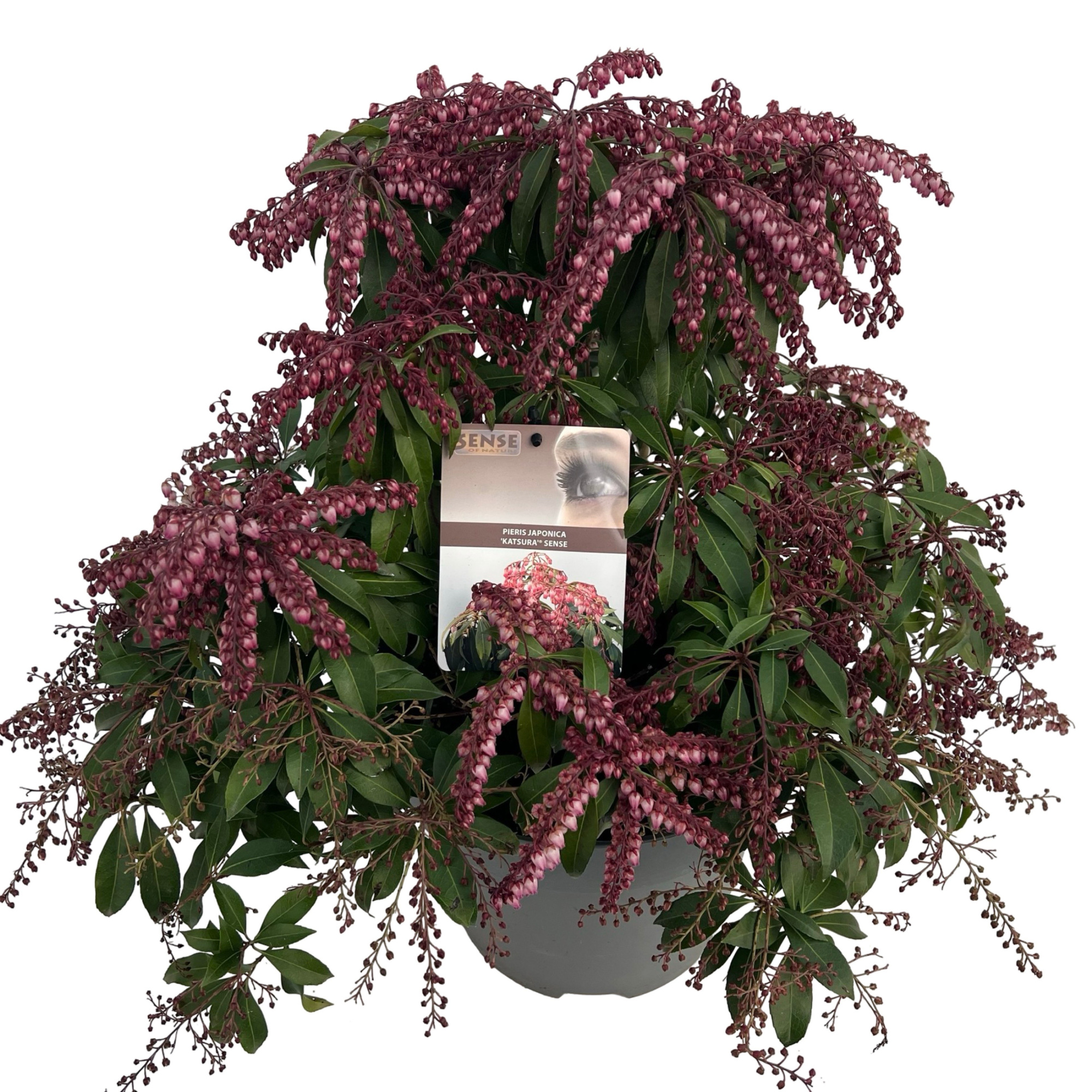 Pieris jap. 'Katsura' sense, D 27