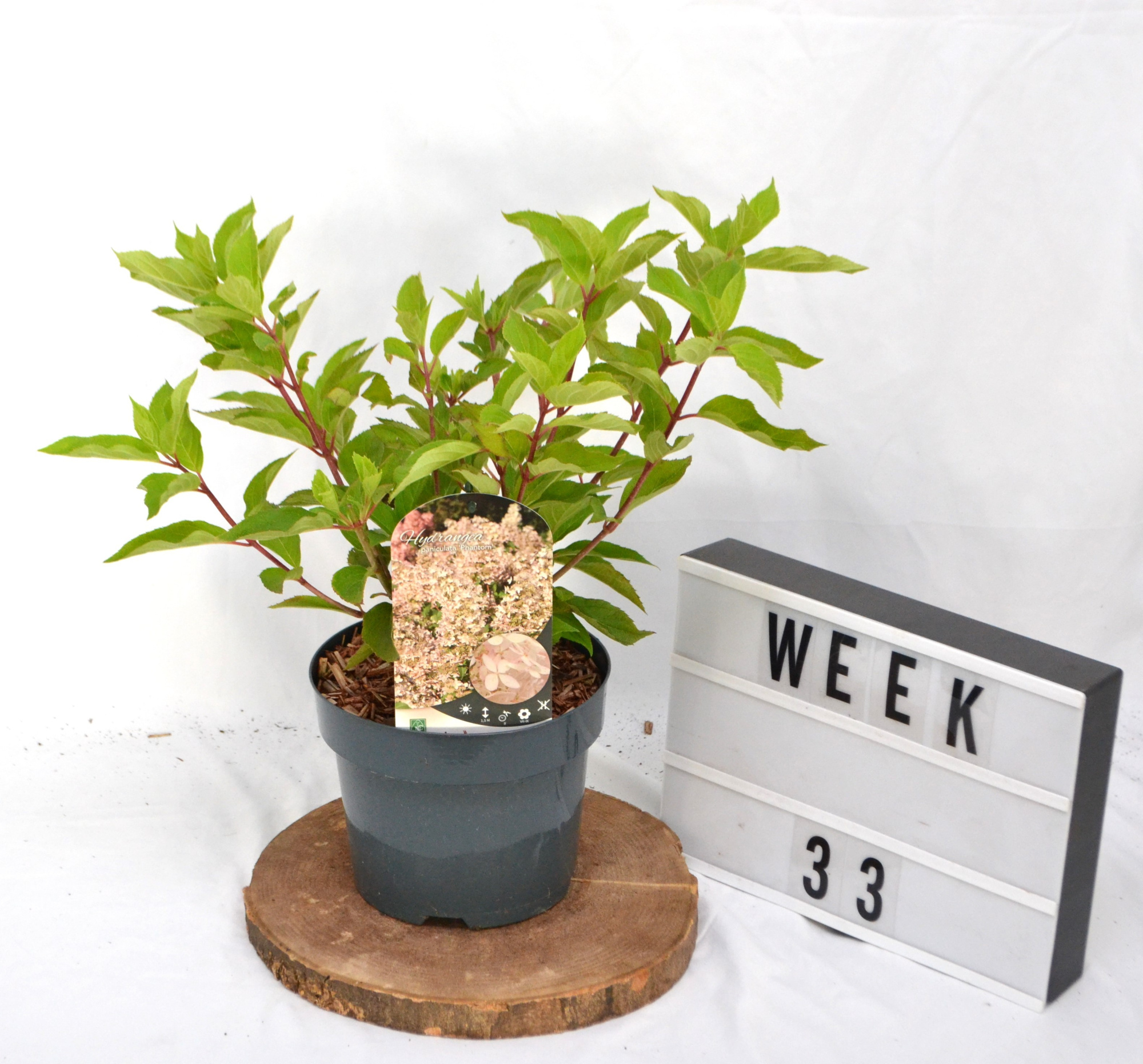 Hydrangea paniculata Phantom C3 30-40, D 19 cm