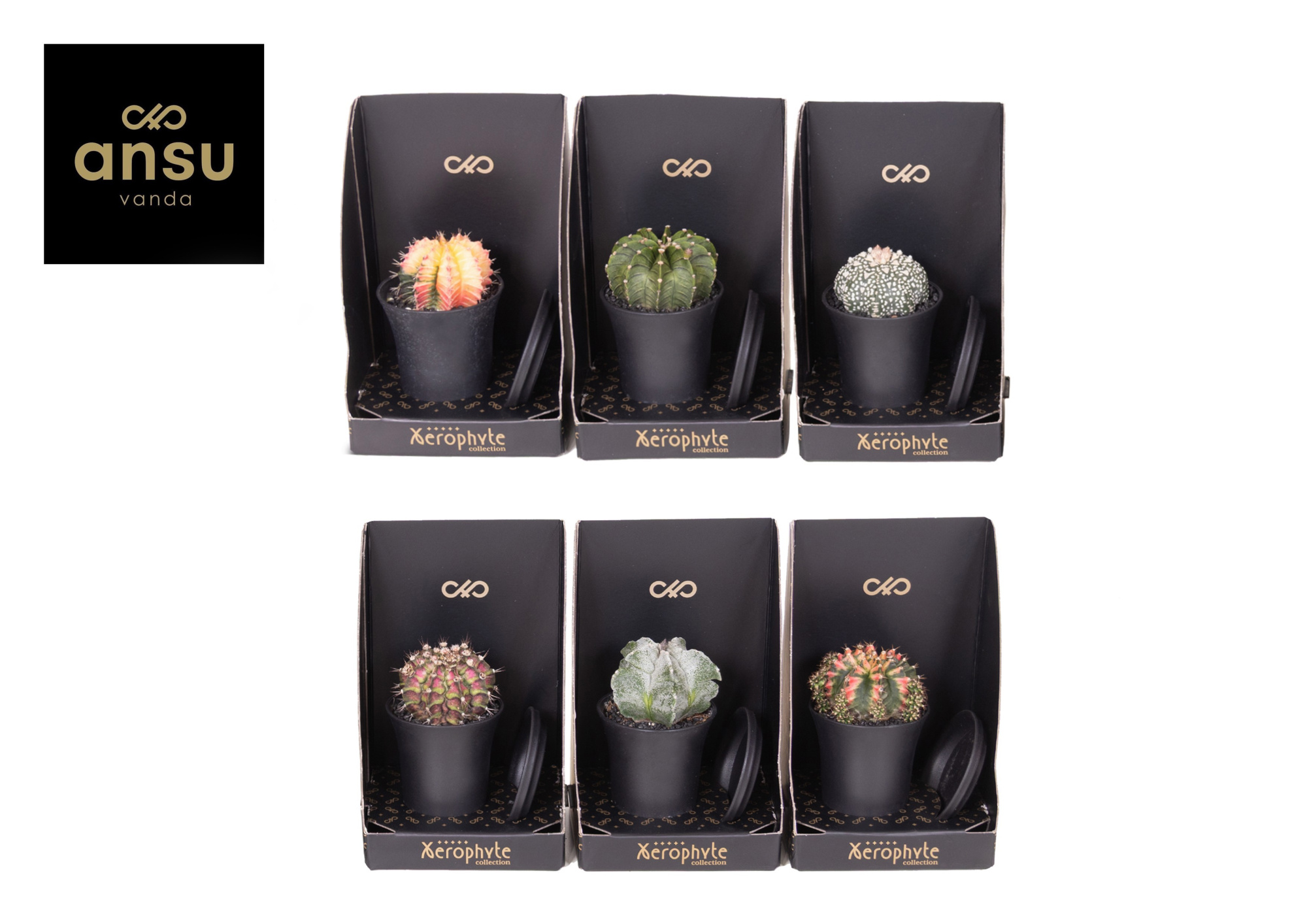 Xerophyte Collection - Cactus Mix, D 7,5