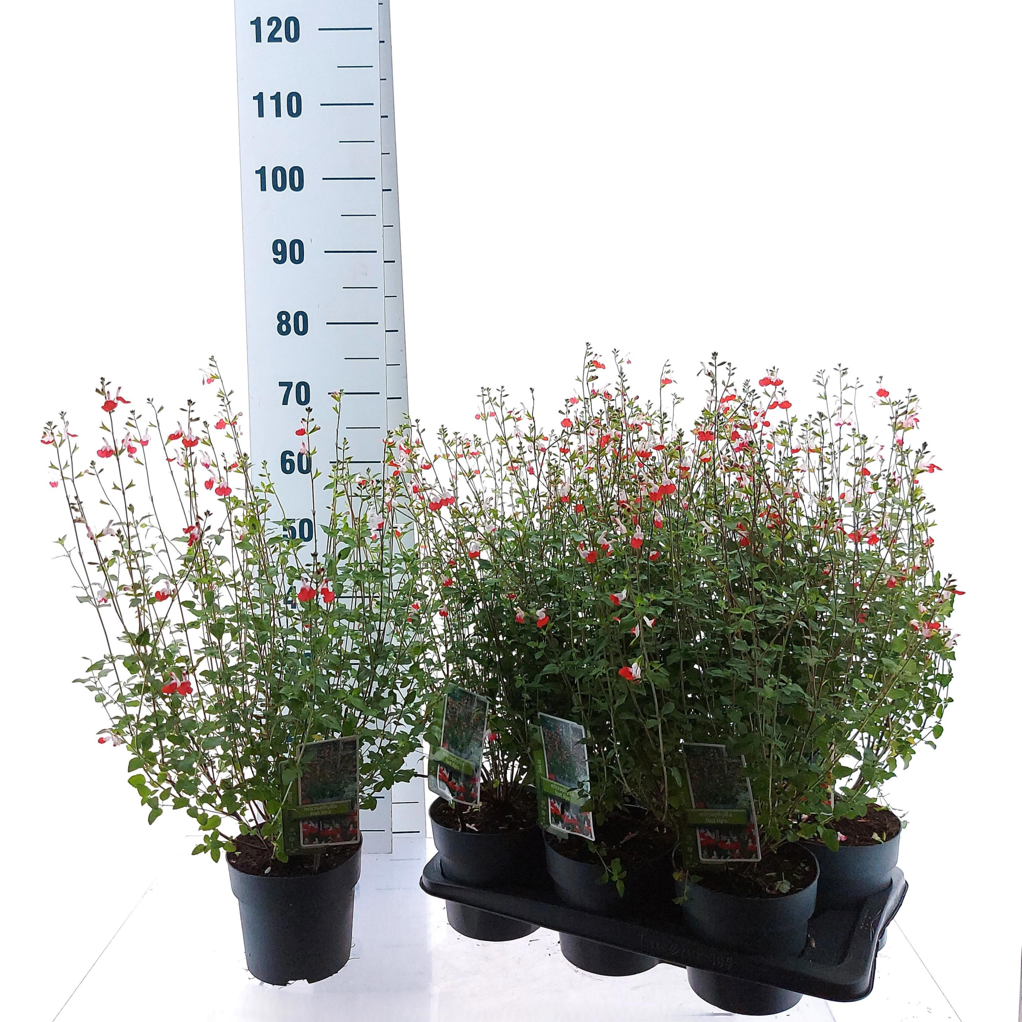 Salvia microphylla 'Hot Lips', D 17 cm