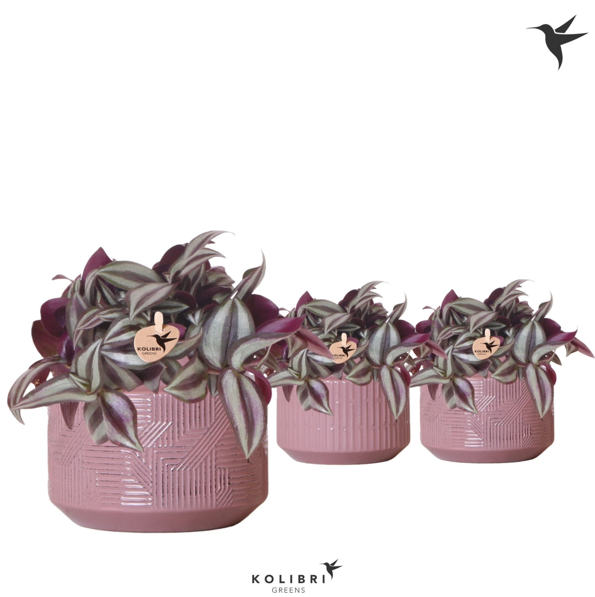 Kolibri Greens Tradescantia Zebrina in Maze pot purple, D 9 cm