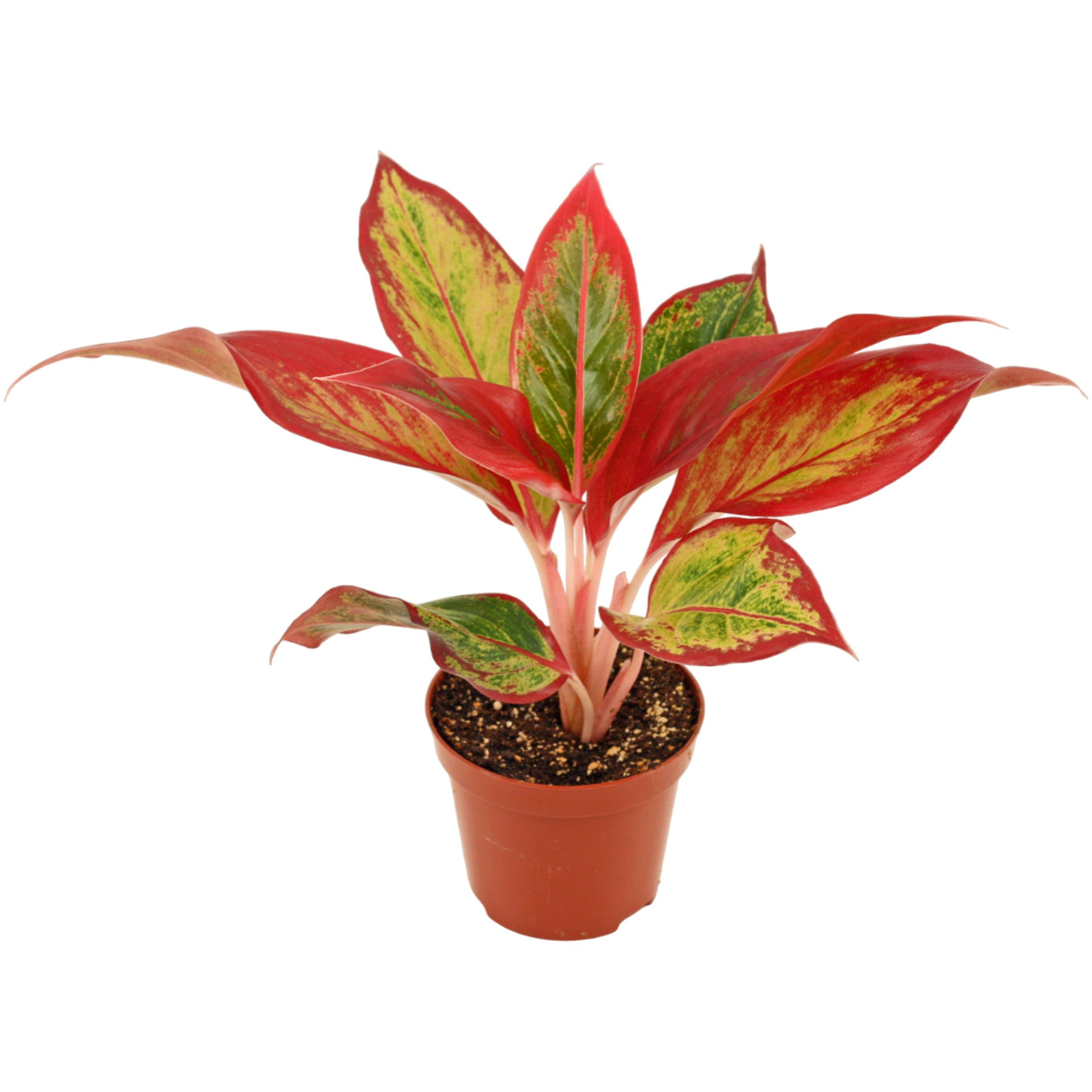 Aglaonema Red Fire 9 cm, D 9 cm