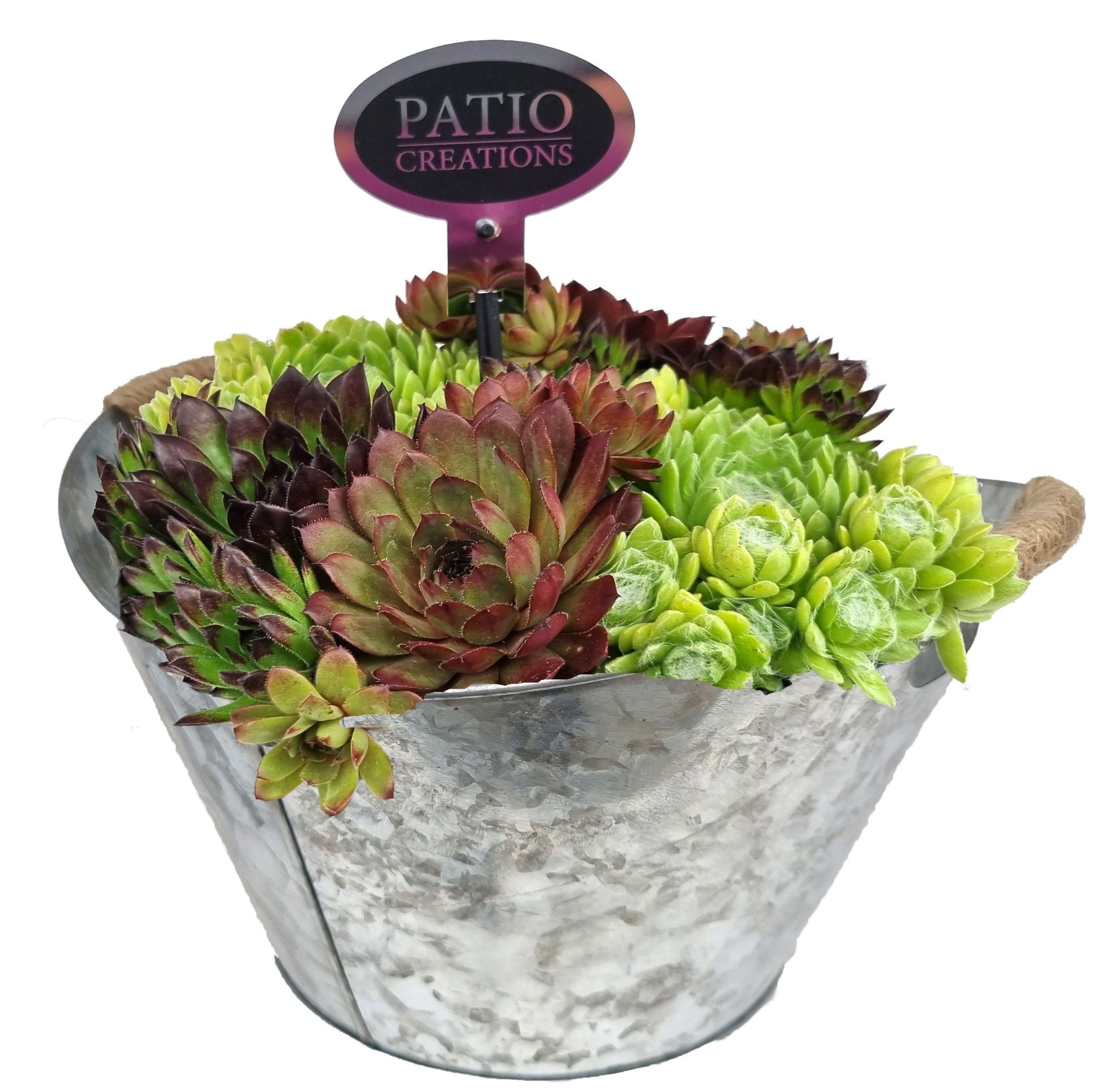SE811-9323 Sempervivum zink handvat touw, D 23 cm