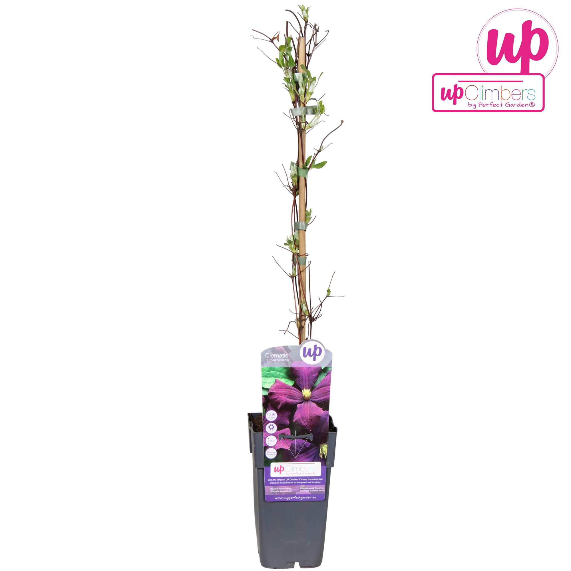Clematis Viticella 'Etoile Violette' P15, D 15 cm