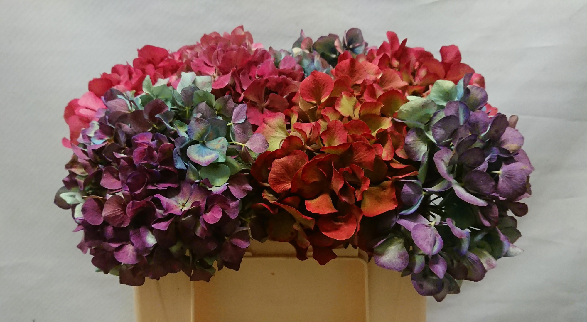 Гортензия Овериг Классик 25, шт.