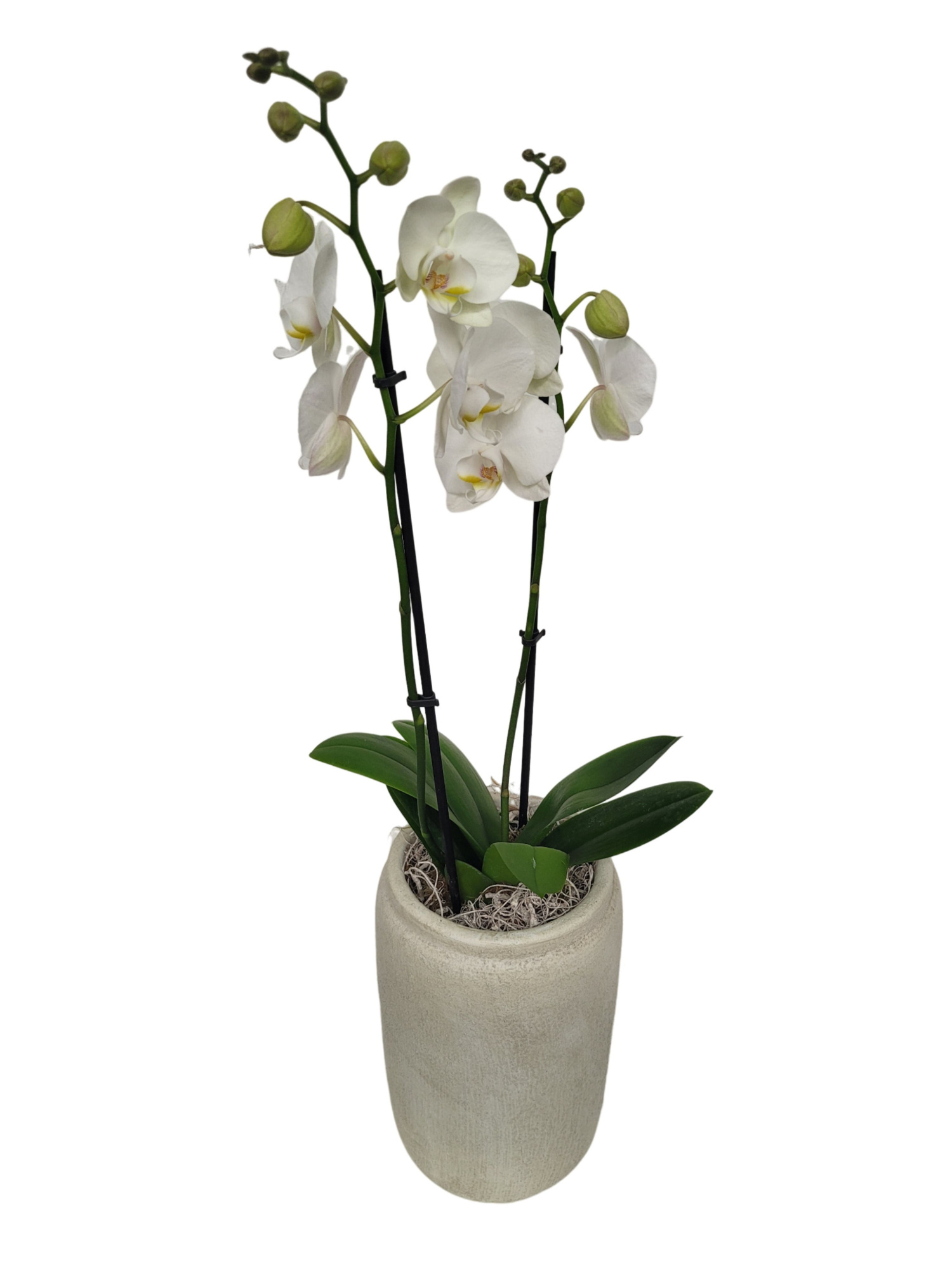 RWV17PHCM Rude Vase Grey D17cm Phal. 18+ Curly Moss Deco, D 17