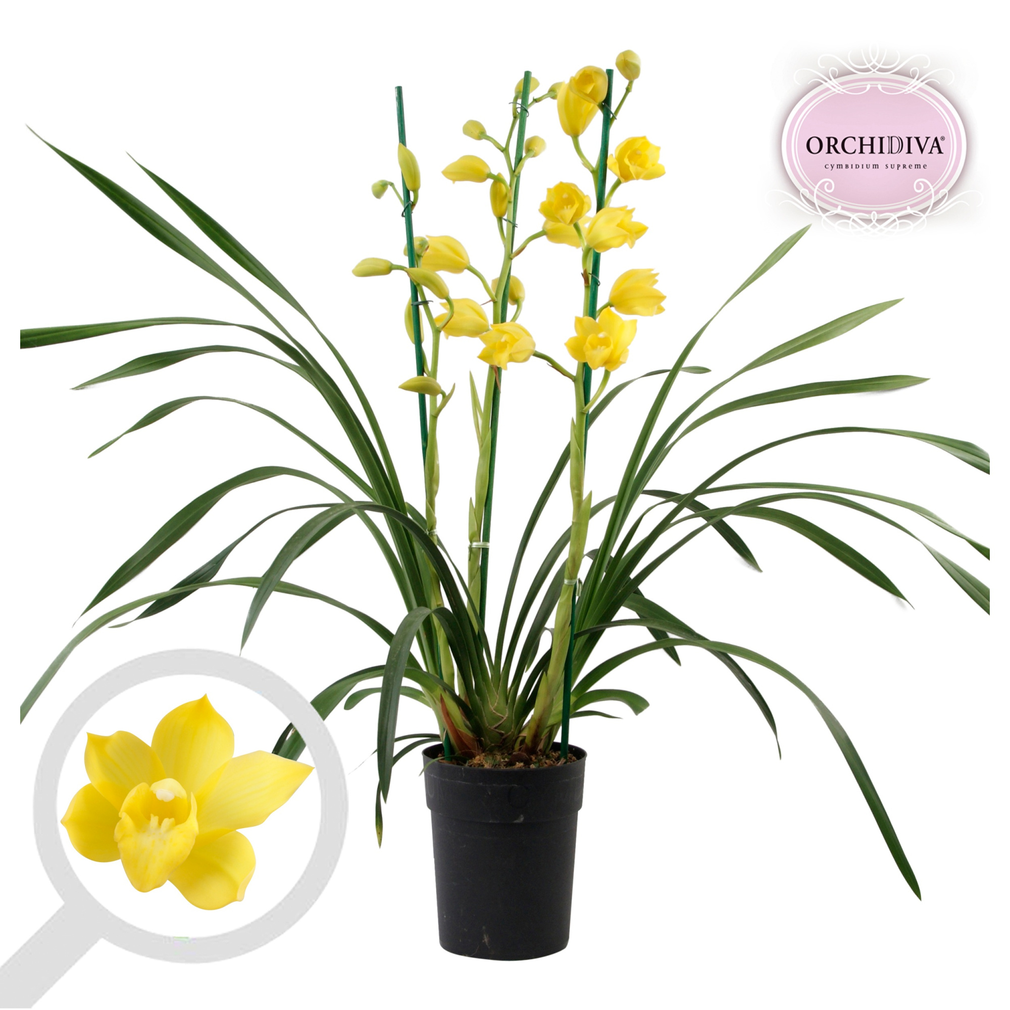 Cymbidium geel 3 tak, D 14 cm