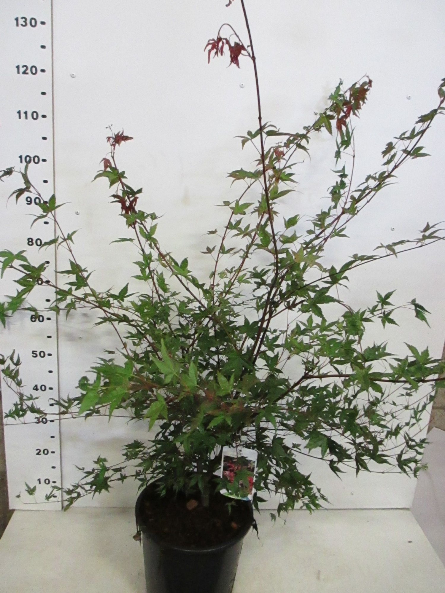 Acer palmatum Deshojo 80-100 P28, D 28 cm