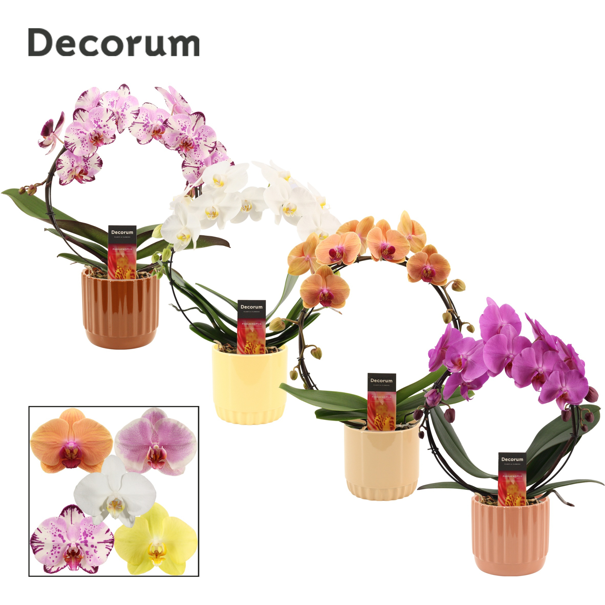 Phalaenopsis boog mix in Liam (Coffee blend-collection), D 12 cm