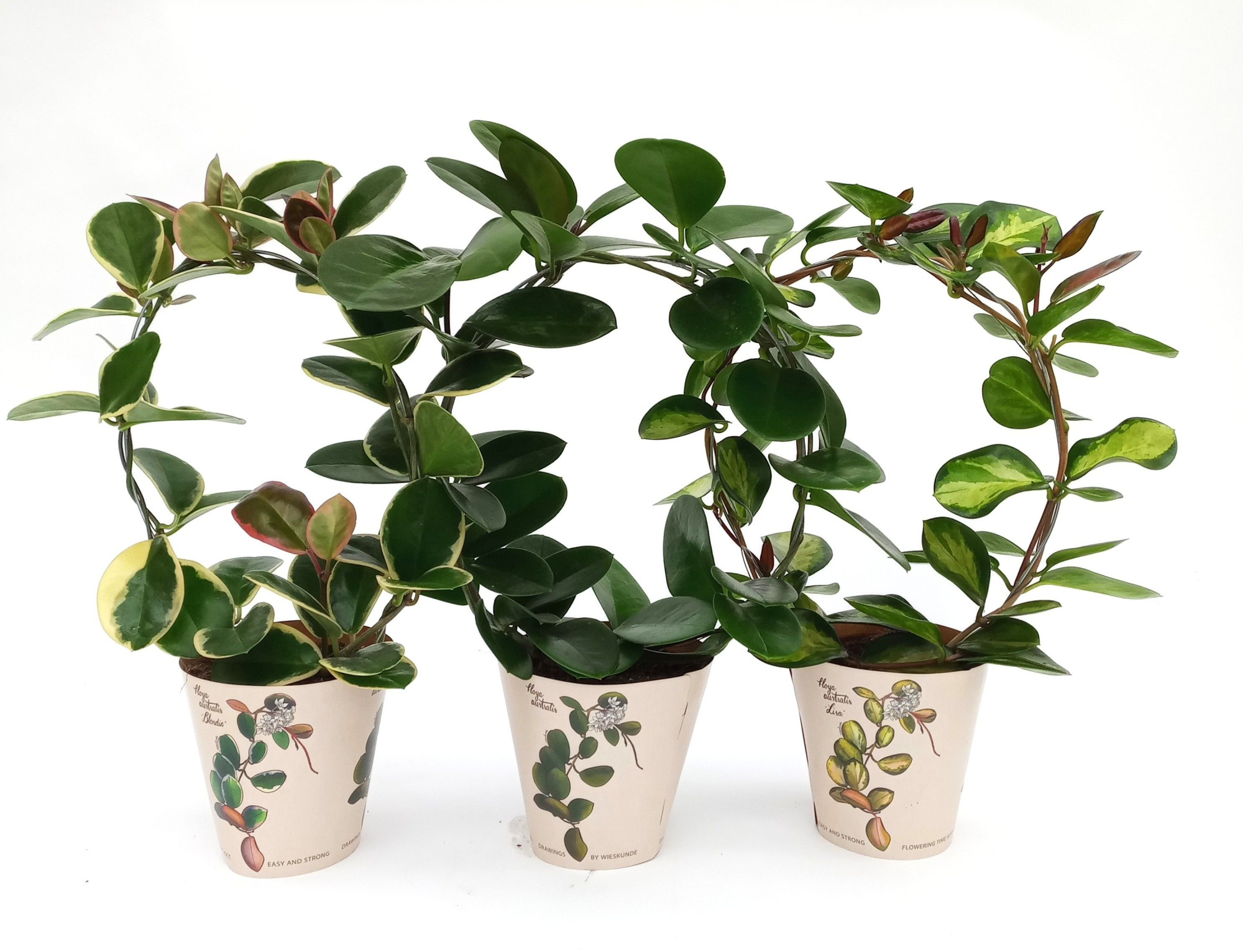 Hoya Boog 3 srt Koker Botanic, D 12