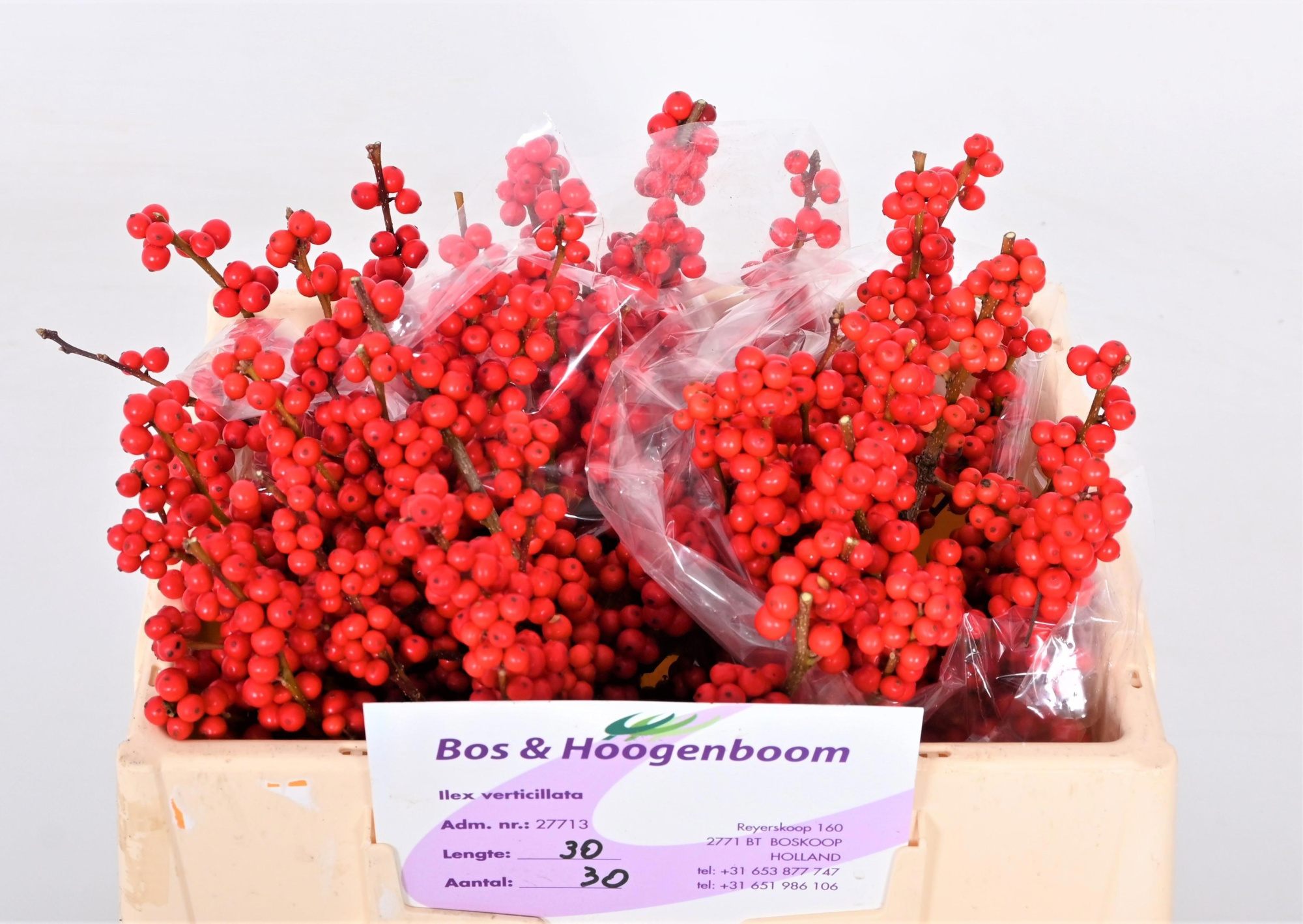 Илекс Красные ягоды 30, шт.