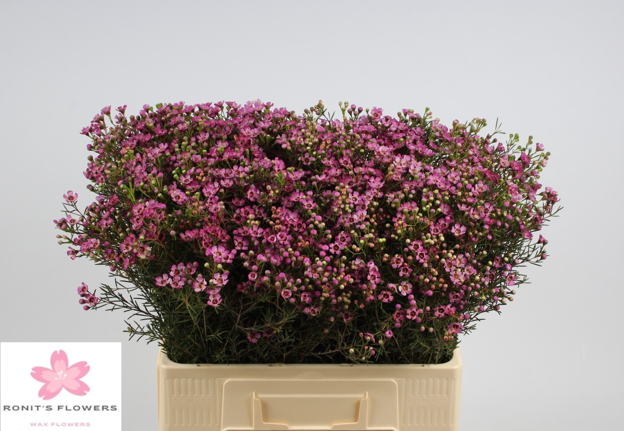 Шамелациум Юпитер 60 (ярко-роз.), шт.