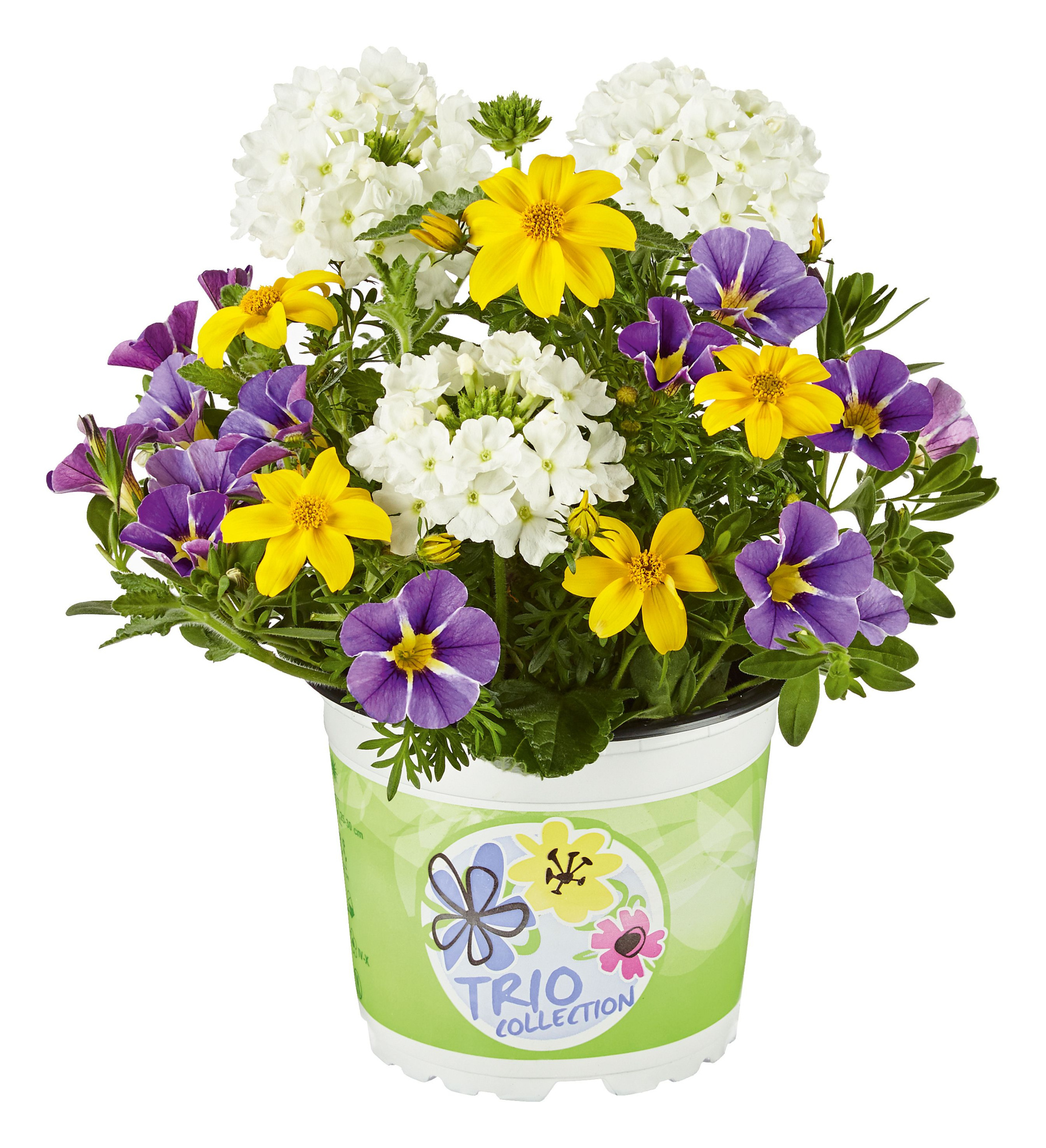 Checkies Brasil White-Yellow-Blue, D 13