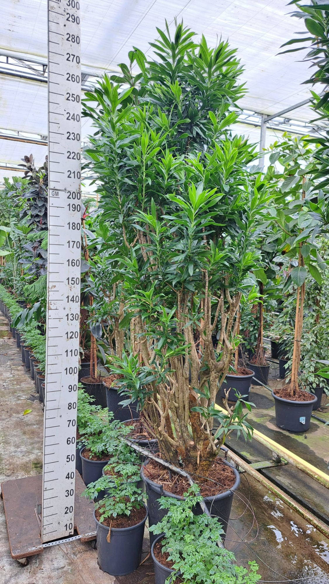 Dracaena reflexa pleomele vertakt XXXL, D 55