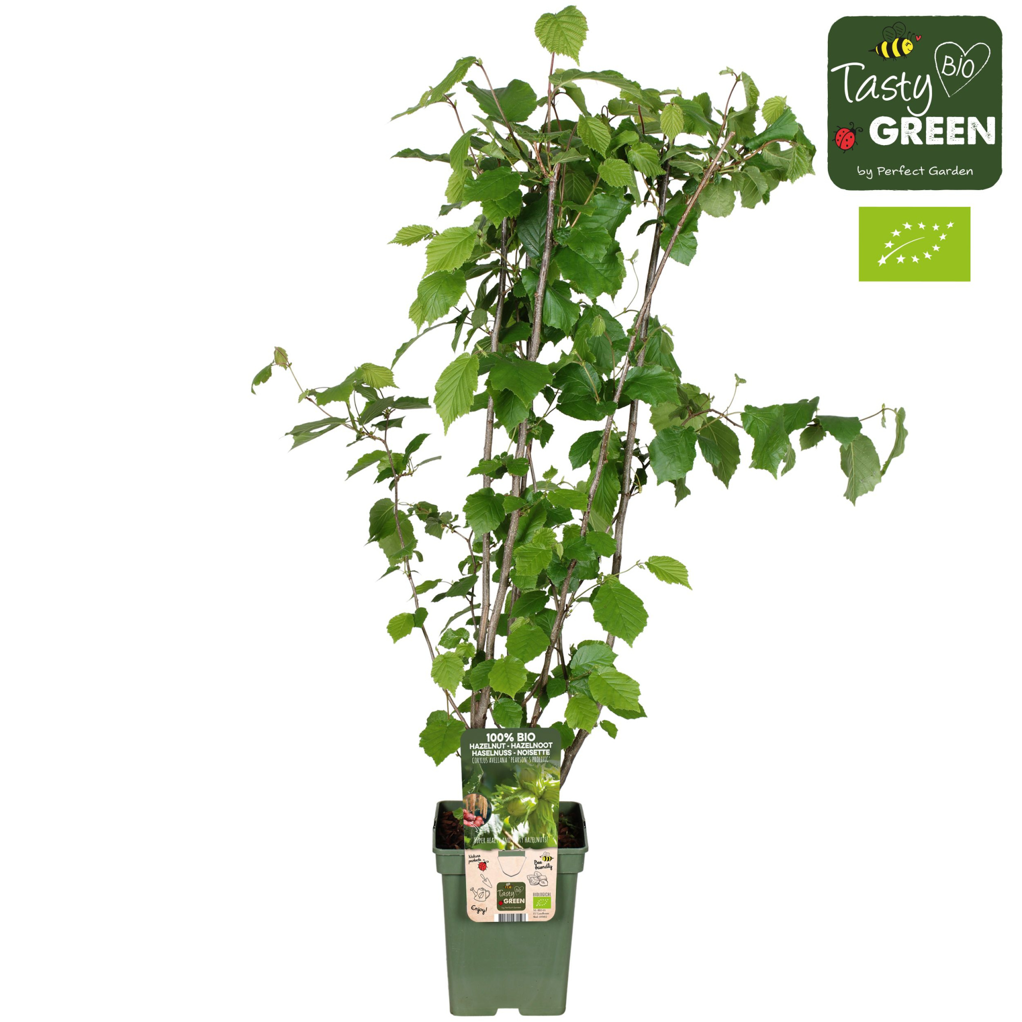 Corylus avellana 'Pearson's Prolific' Bio P23, D 23 cm