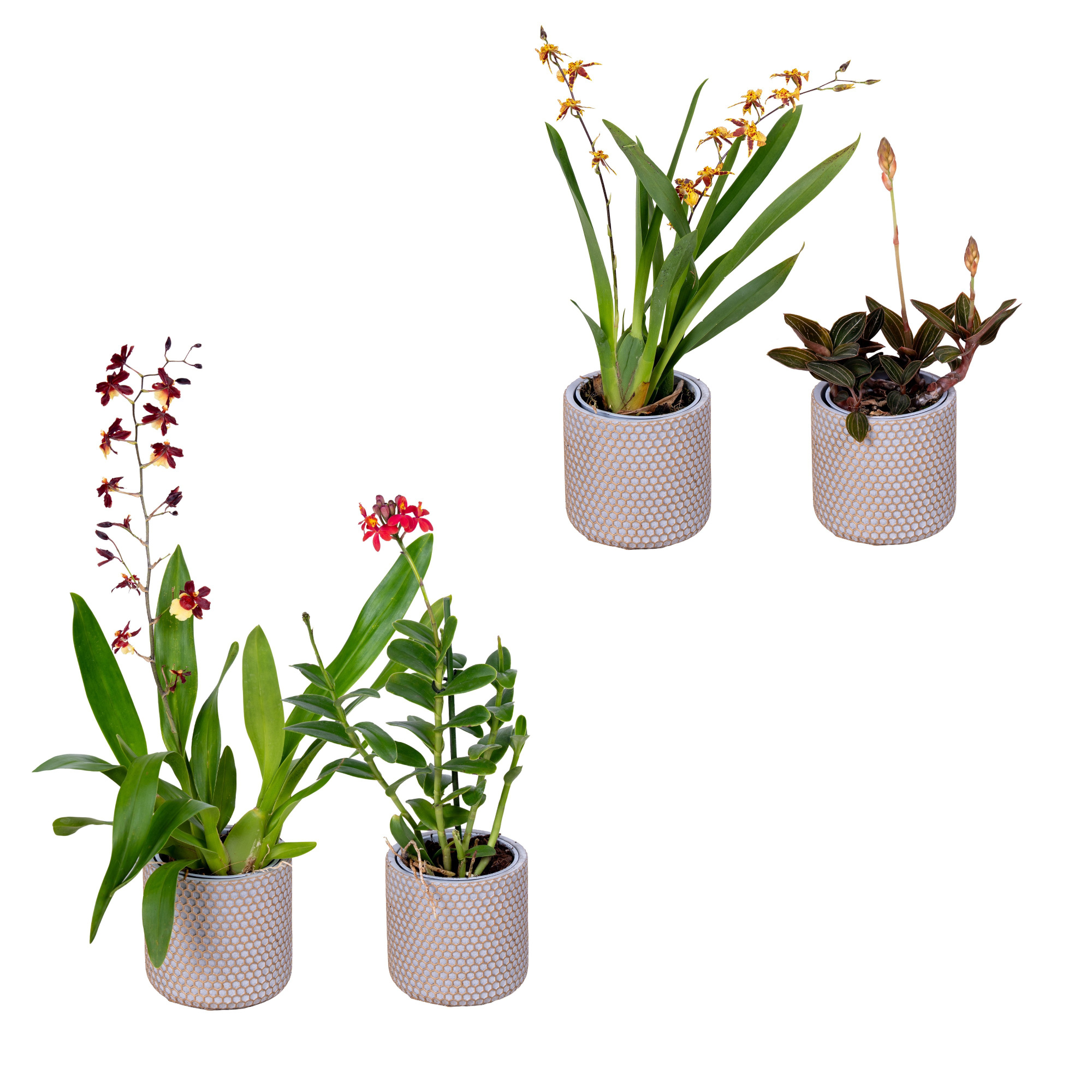 1 tak mix in een stenen pot, D 11 cm