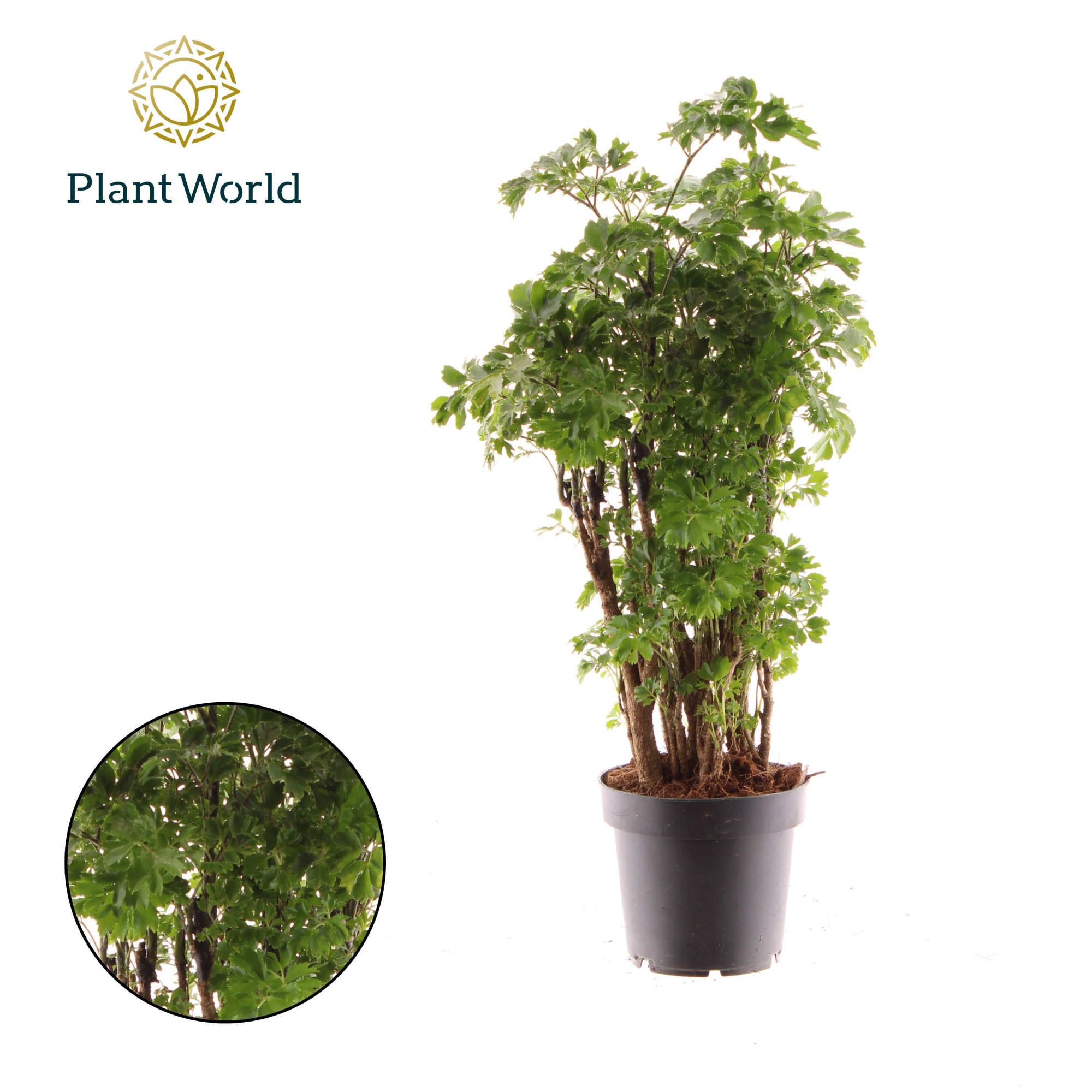 Polyscias Roble, D 12