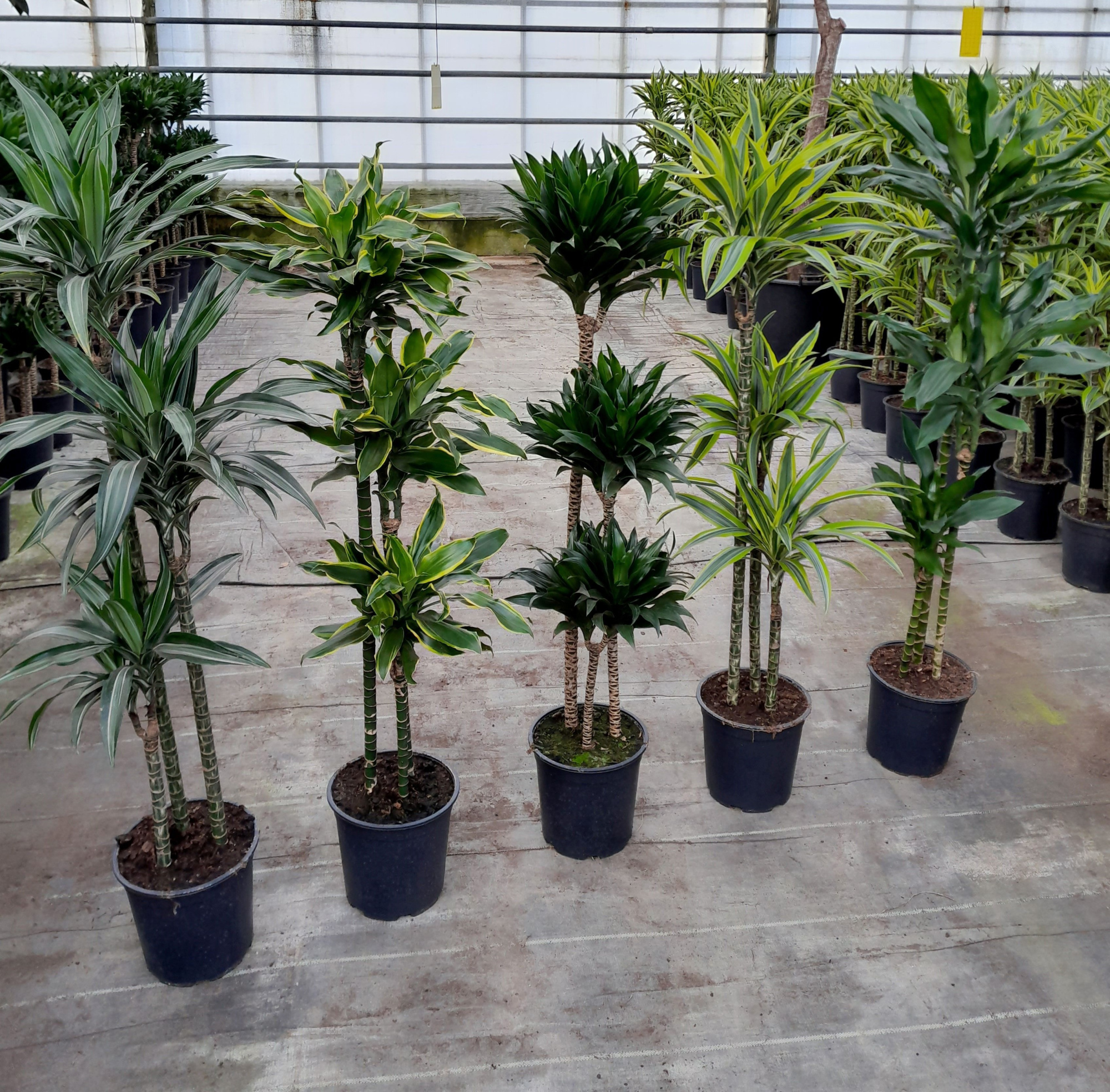 DRACAENA DEREMENSIS MIX, D 24 cm