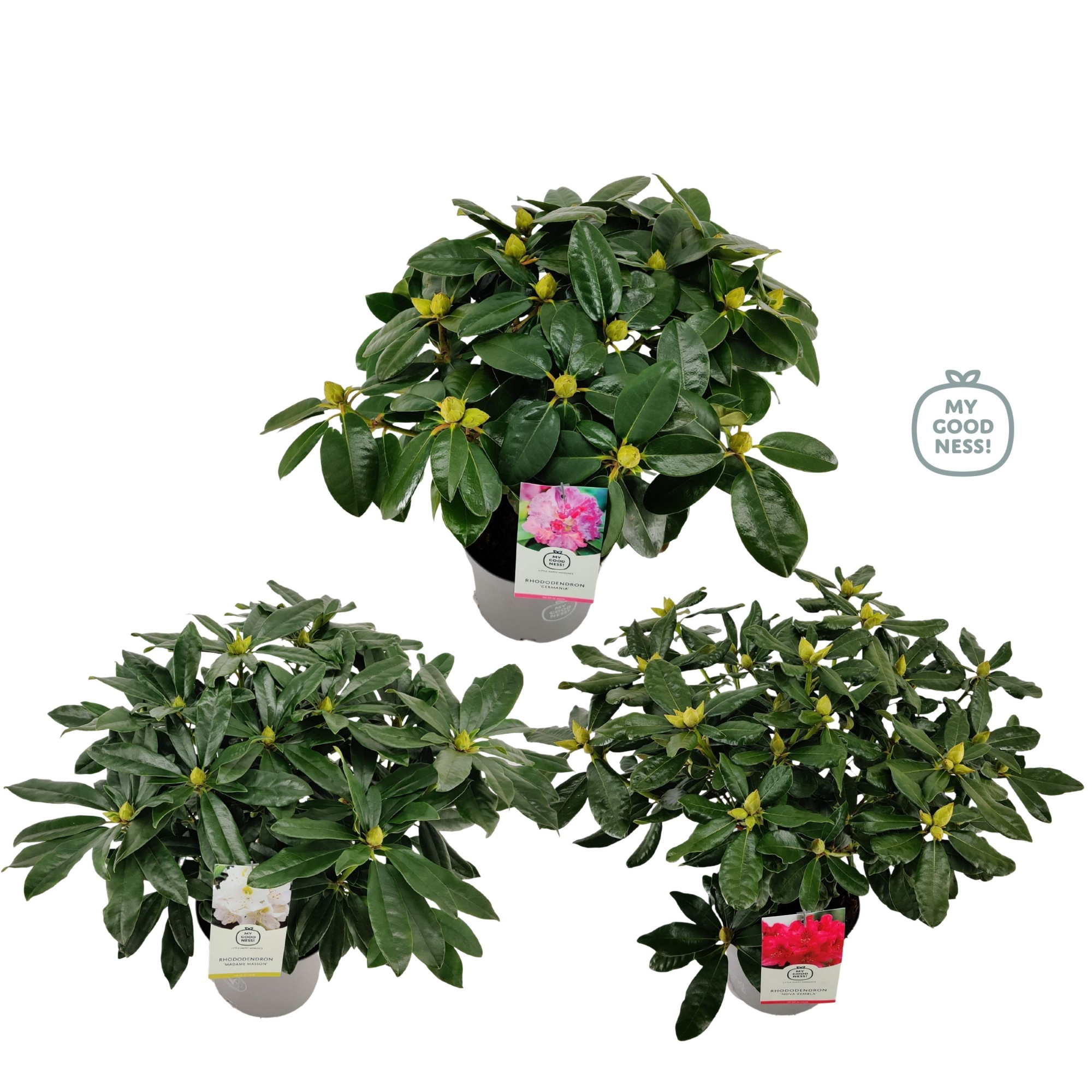 Rhododendron 40-50 /5 liter 'Mix', D 23 cm