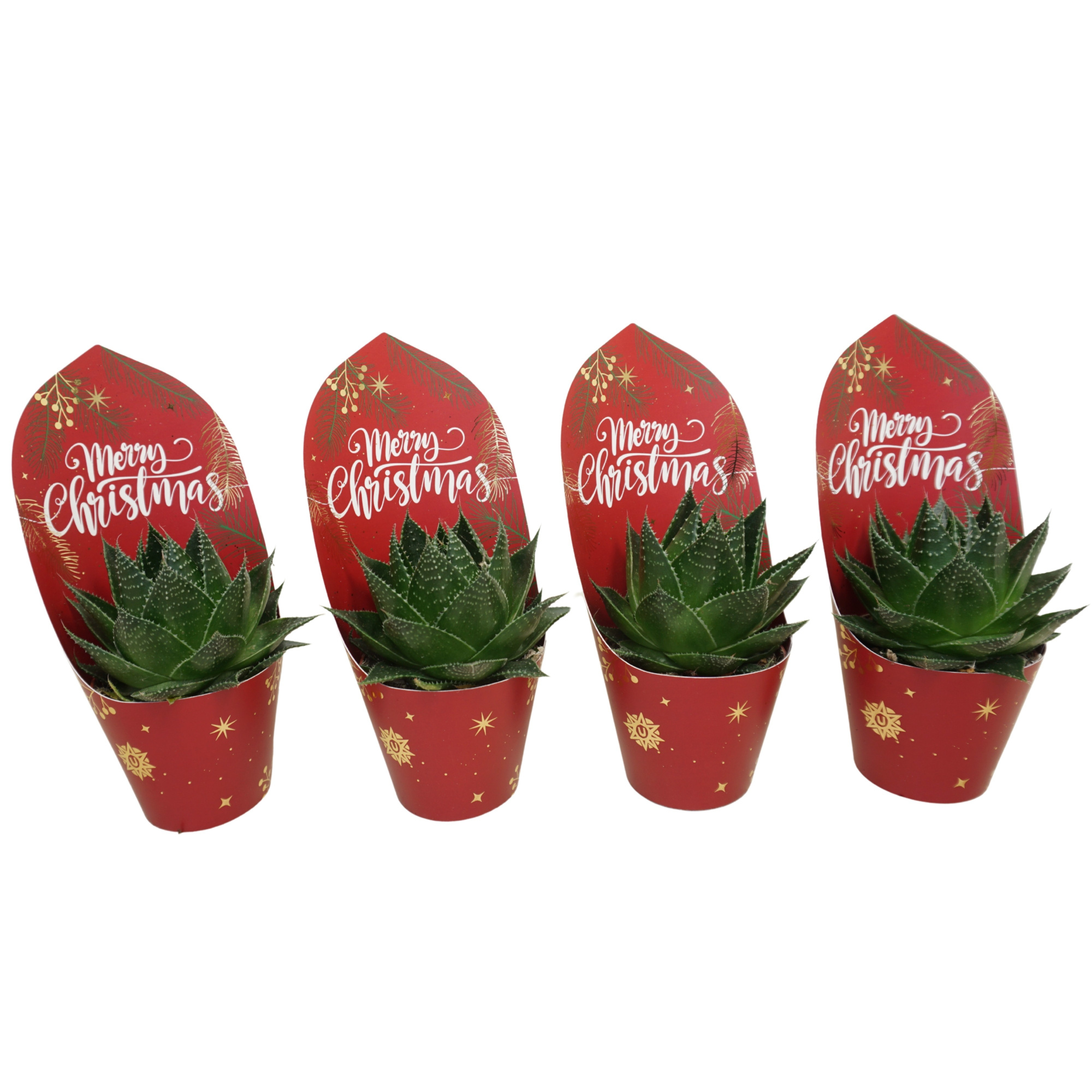 Aloë cosmo 8,5 cm in Kerst potcover, D 8,5 cm