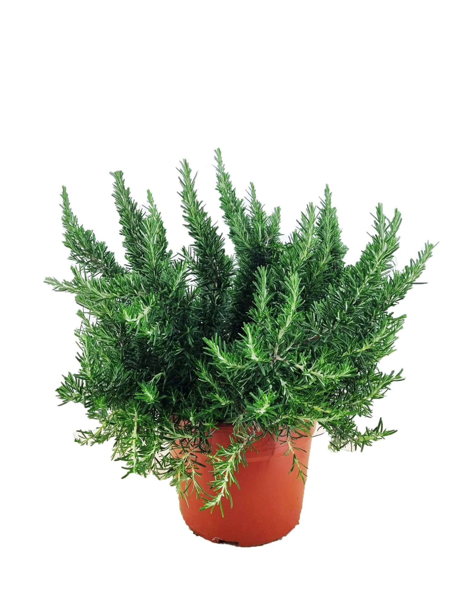 Rosmarinus prostratus, D 24 cm