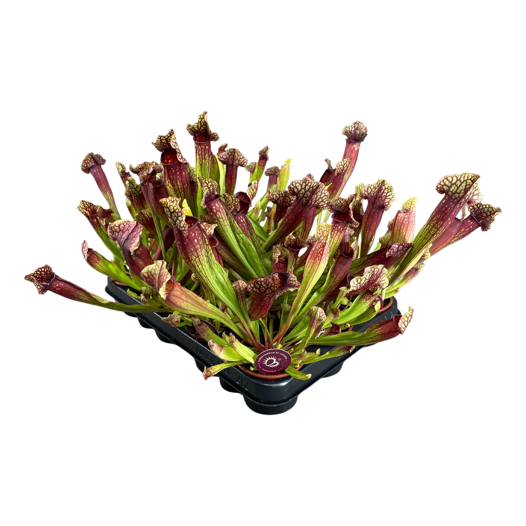 Sarracenia Judith 8,5 cm, D 8,5 cm