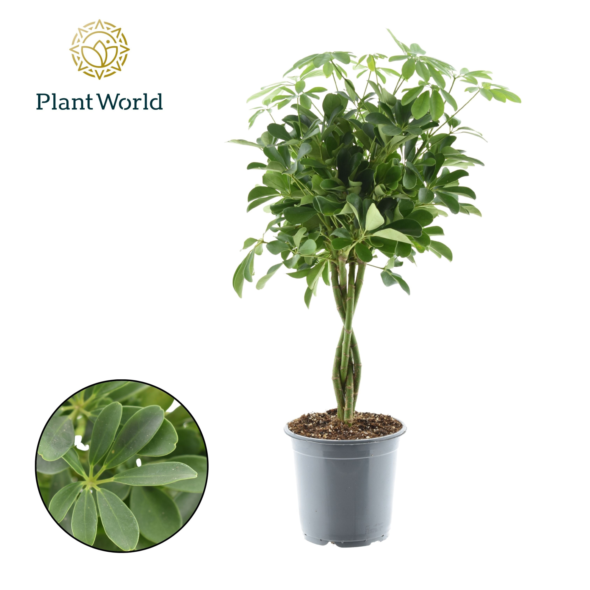 Schefflera Compacta (Nora) gevlochten stam, D 21 cm