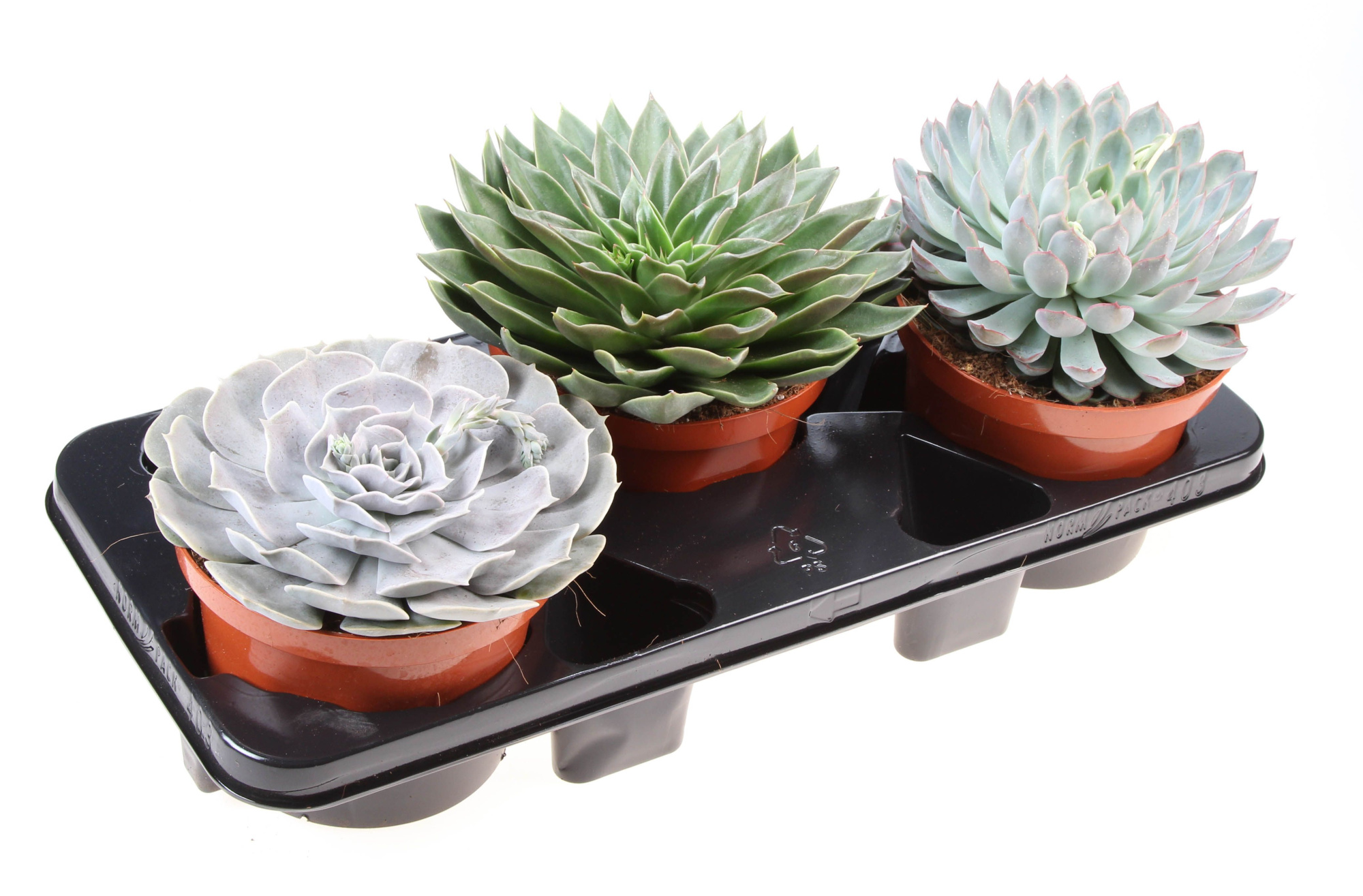 Echeveria mix, D 17 cm