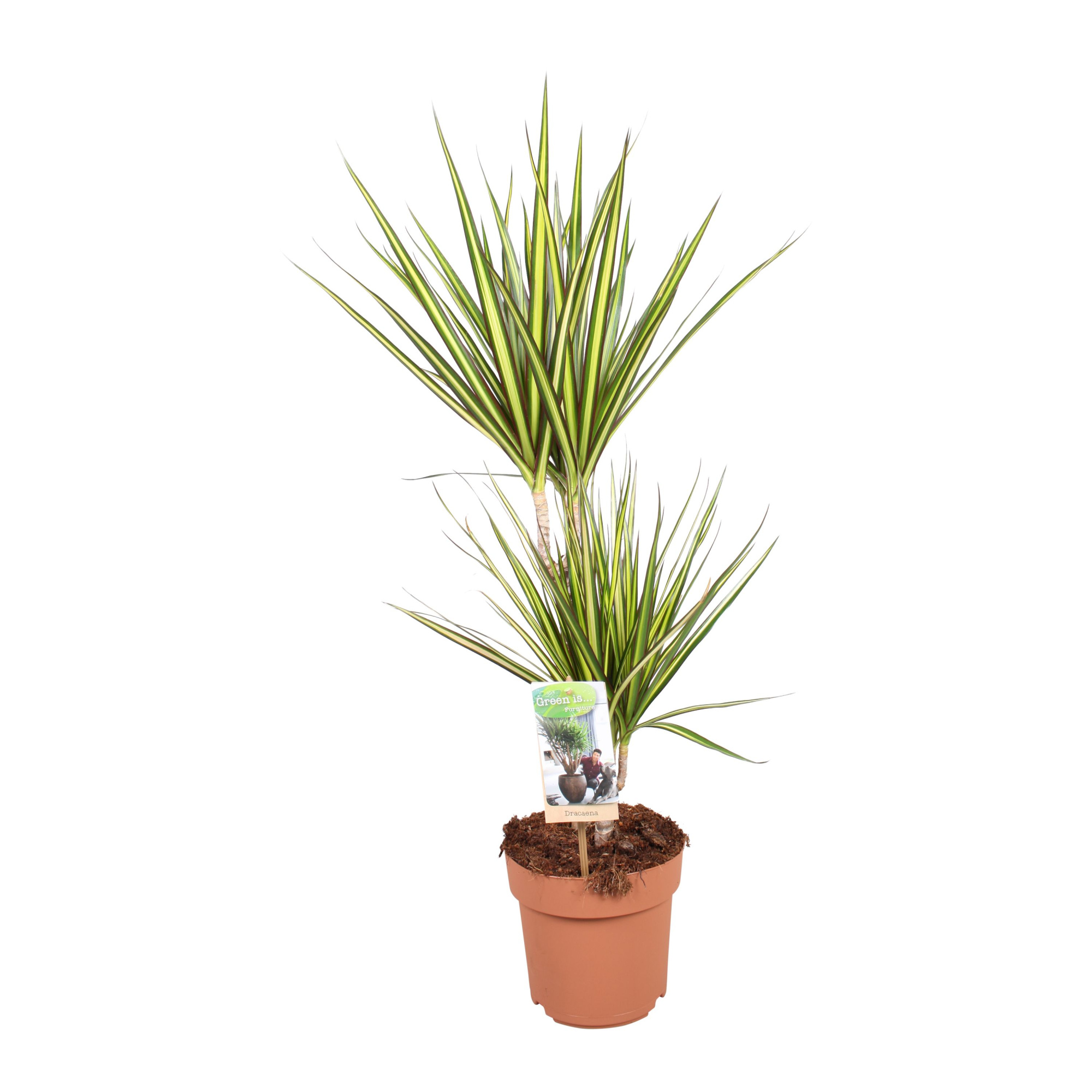 Dracaena Sunray 30-15, D 17 cm