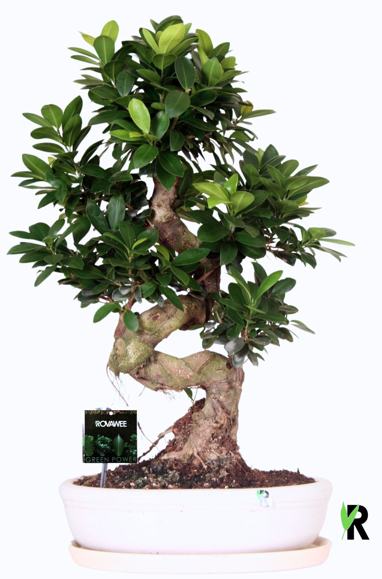 Ficus micr. S-type in keram. ovale schaal met schotel wit, D 35 cm