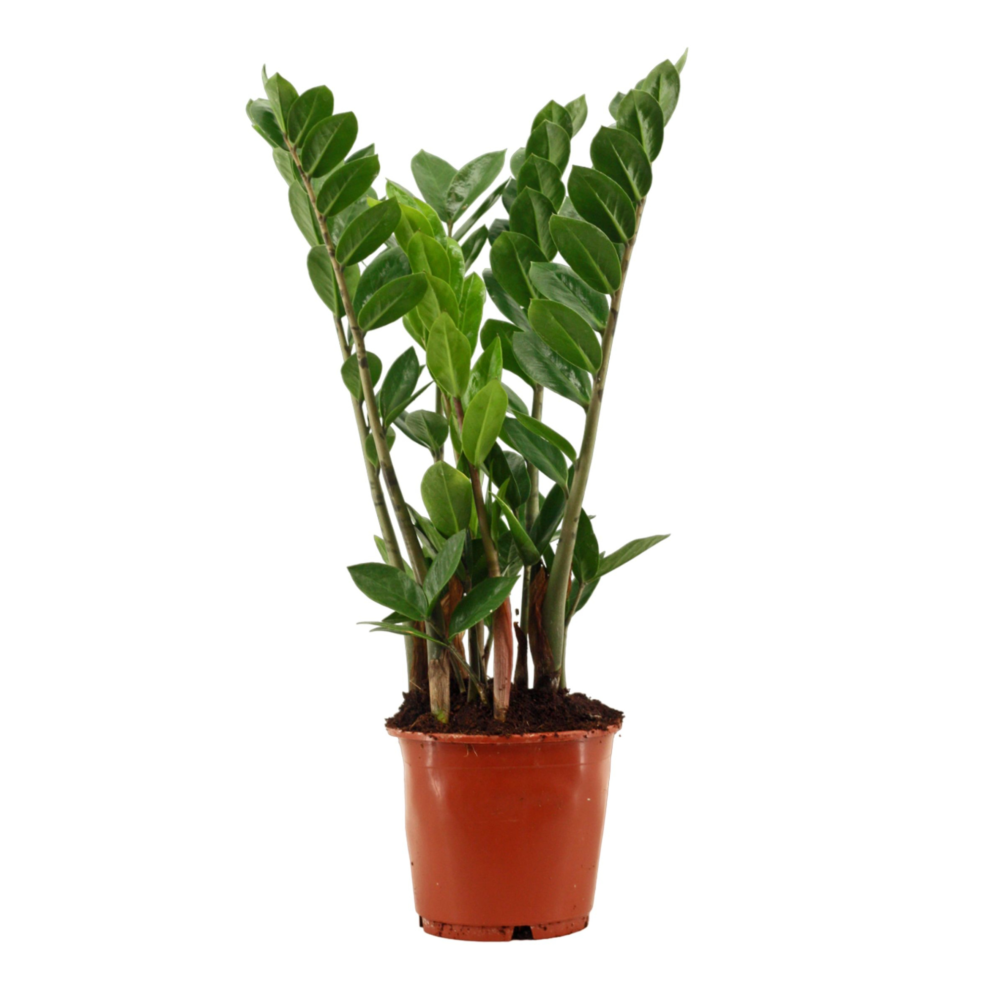 Zamioculcas 14 cm compact, 4+ veren, D 14