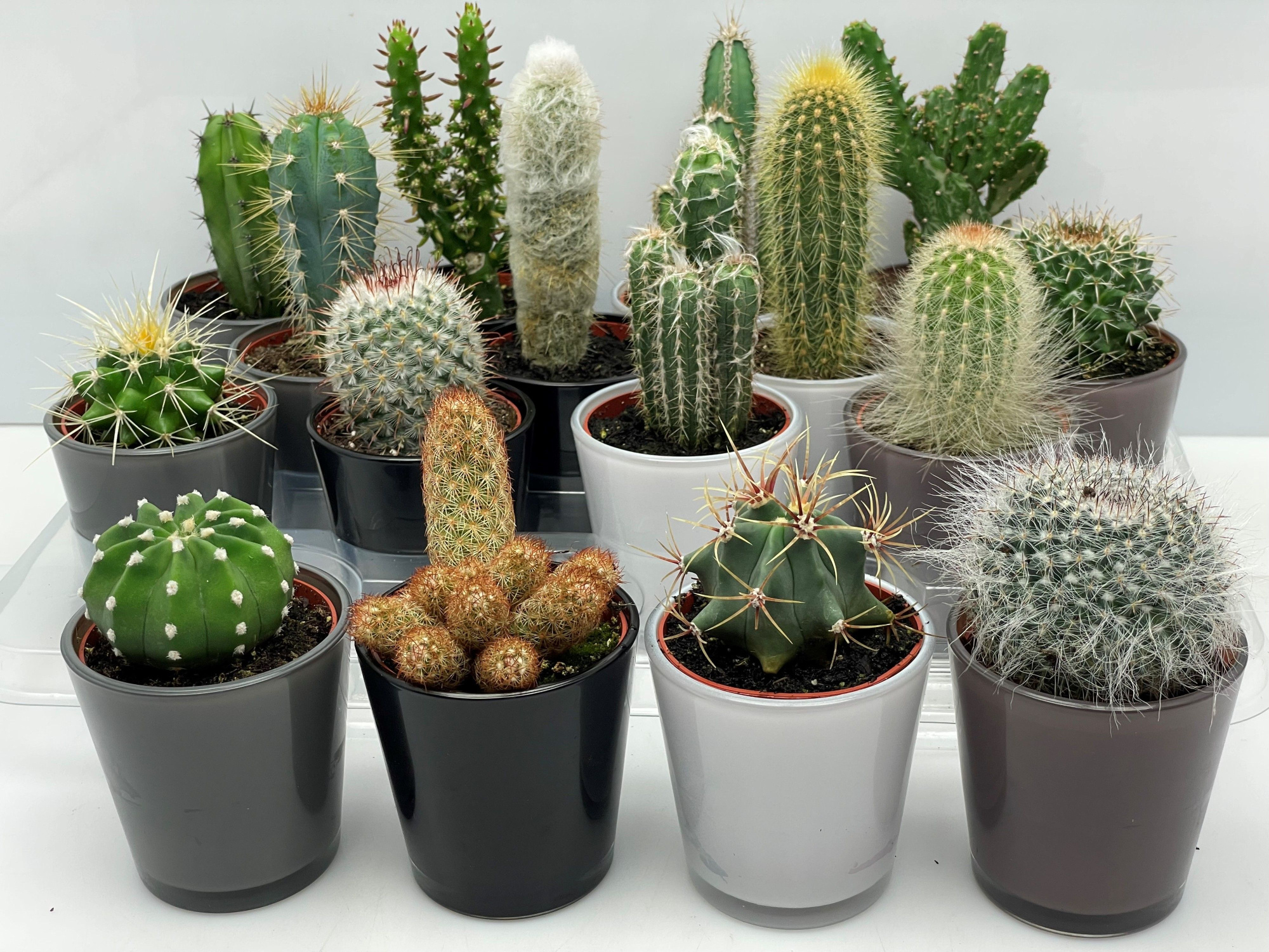 344 High Quality Glass bruin 6,5 cm, D 8 cm