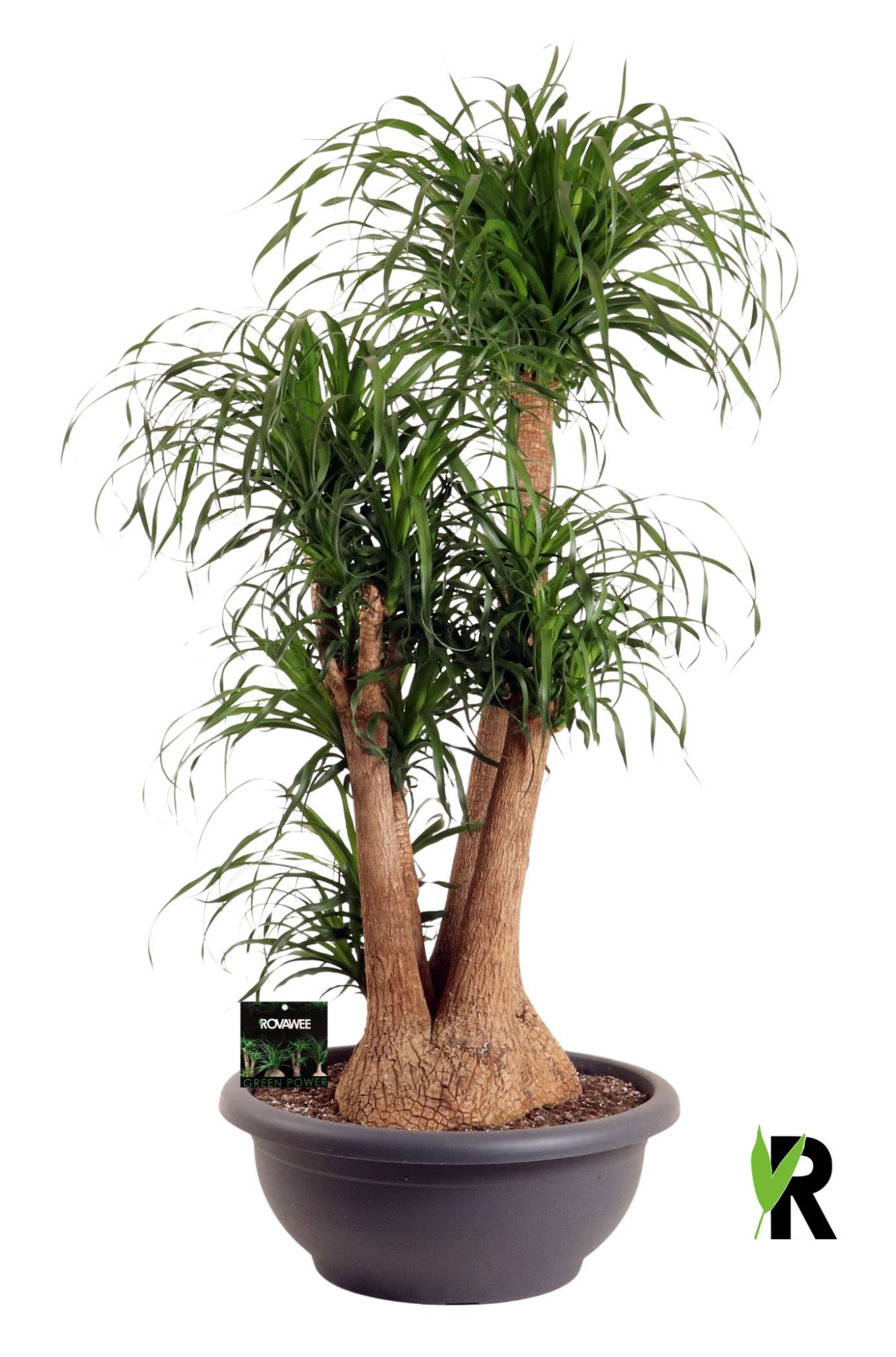 Beaucarnea rec. vertakt **2 op dubb.cc, D 80 cm