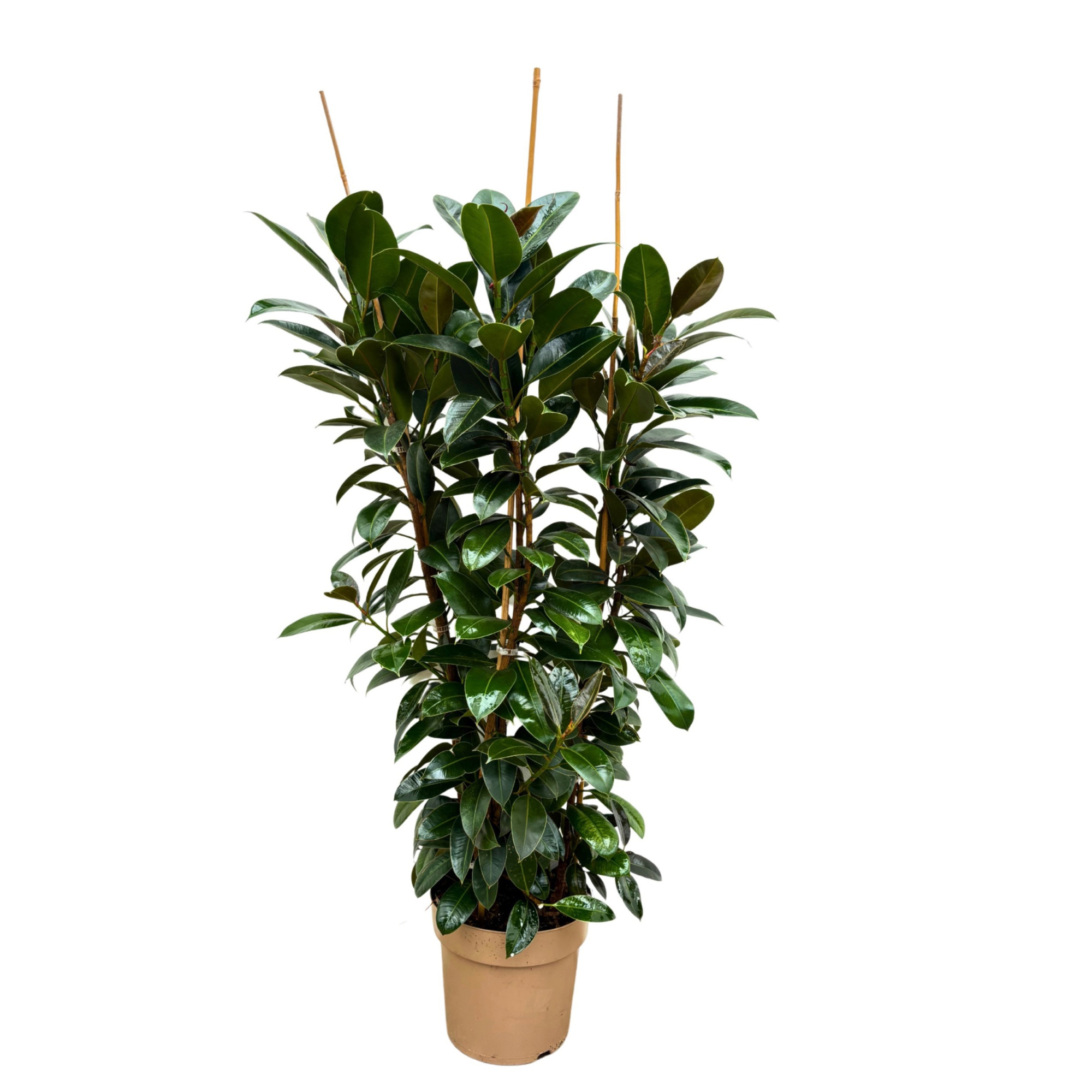 Ficus 'Melany' - 140cm - 3PP, D 27