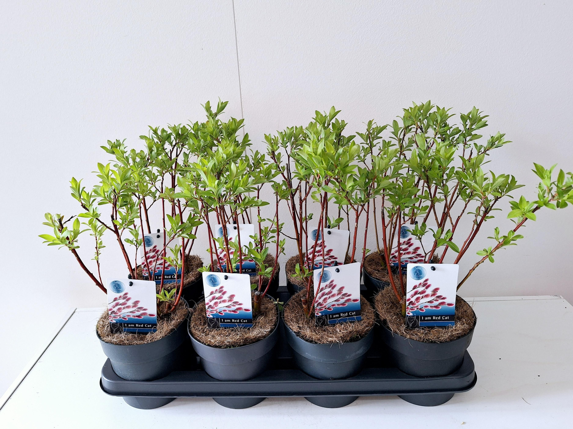 Salix Mount Aso bush p14, D 14 cm