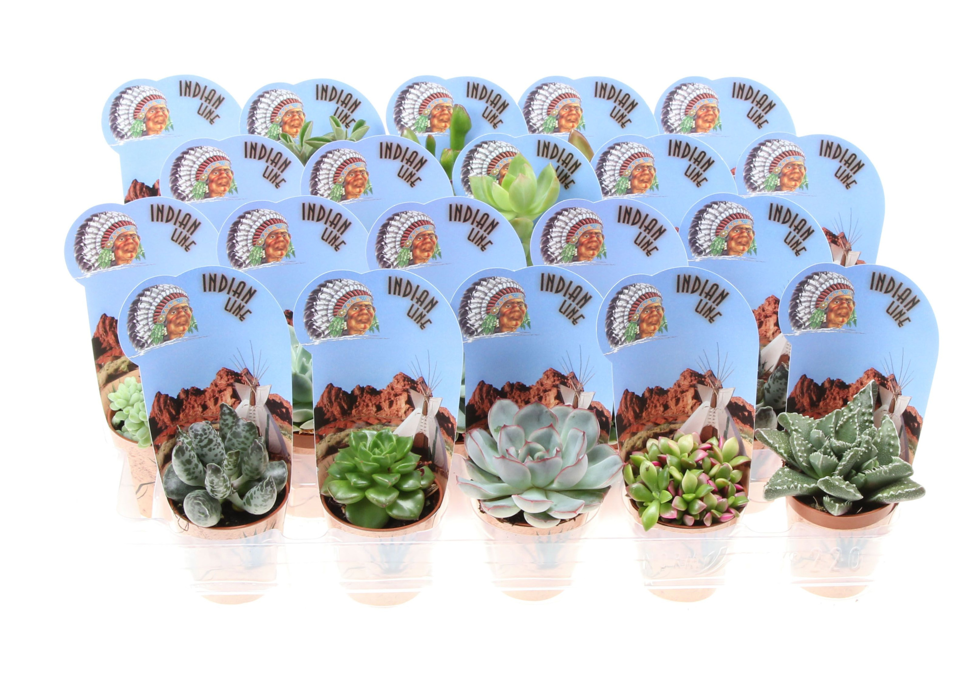 Potcover indian line succulent mix, D 5,5 cm