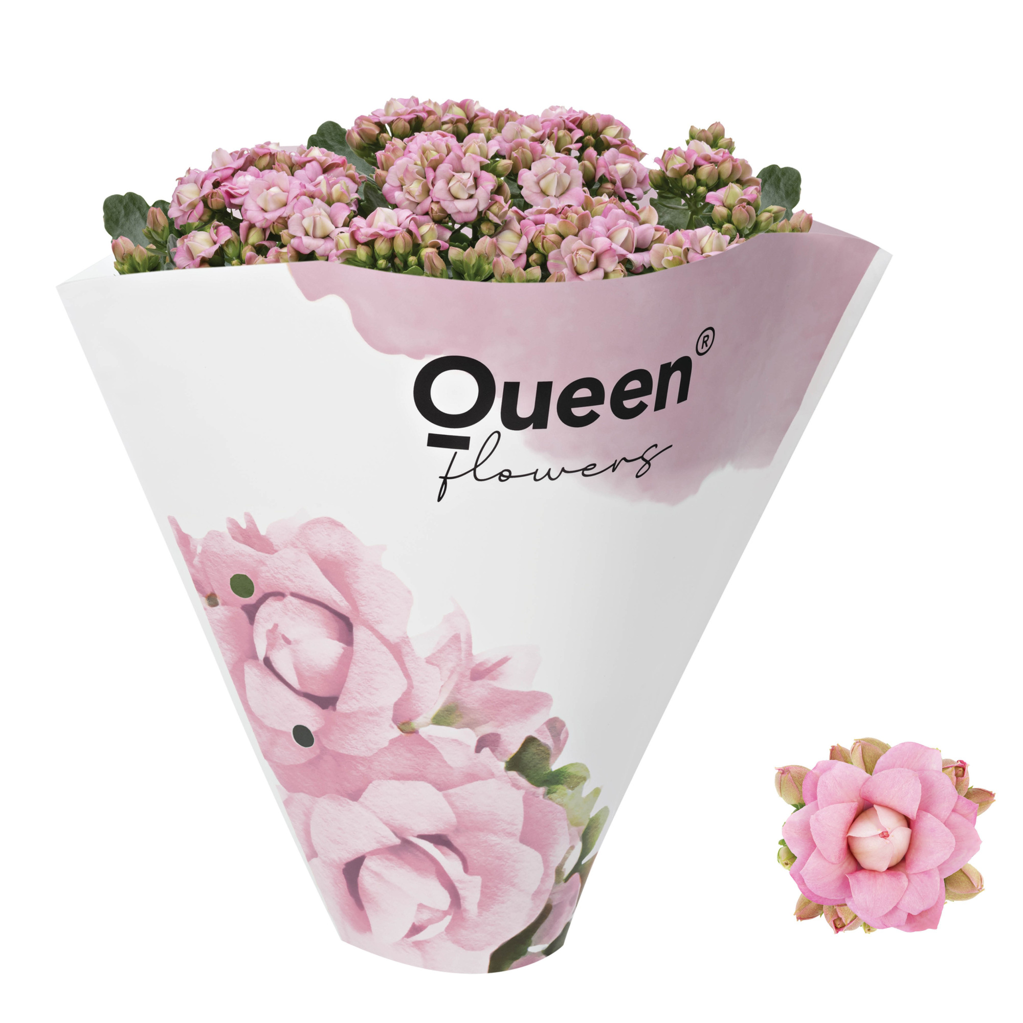 KALANCHOE ARTS-HYBRID 'ROSA ROSE FLOWER', D 13 cm