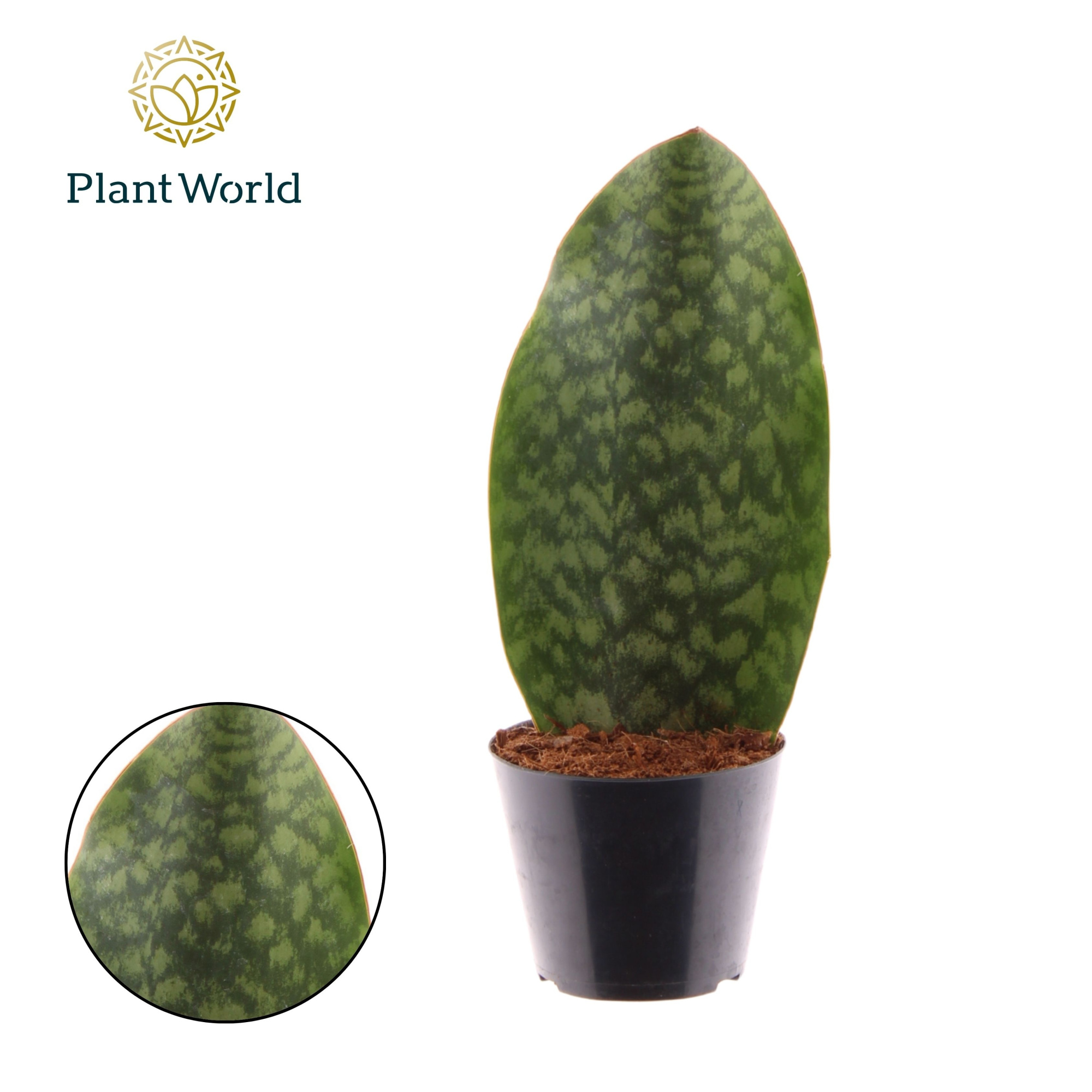 Sansevieria ‘Masoniana’ Whale Fin, D 10,5